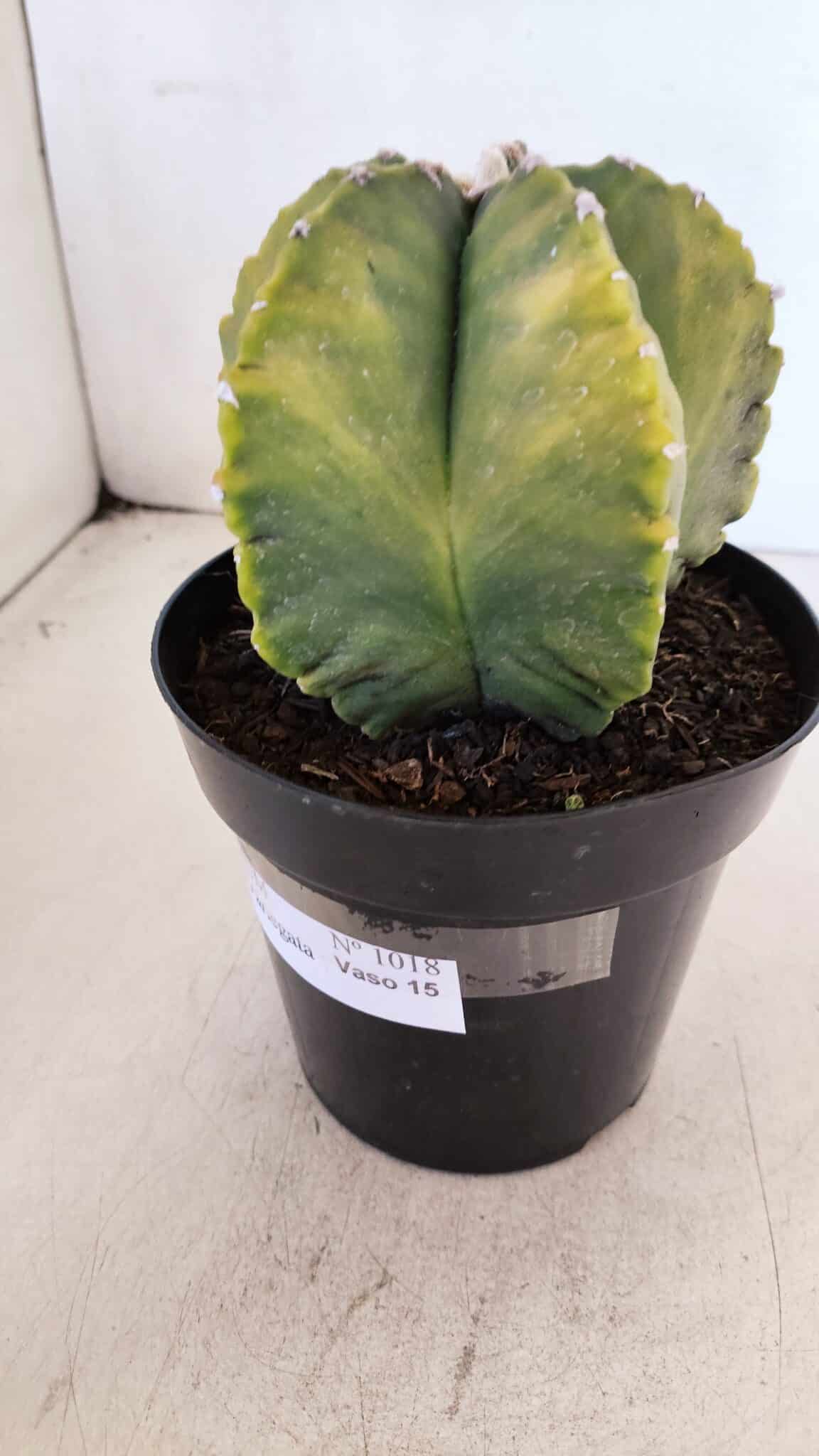 ASTROPHYTUM MYRIOSTIGMA "Variegata" Nº 1018 – vaso 15