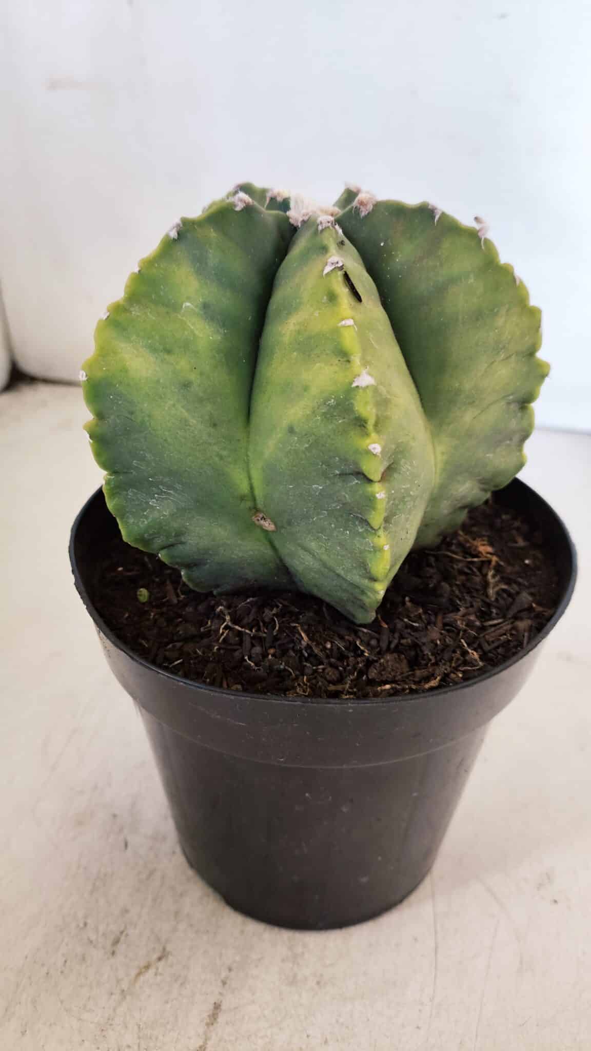 ASTROPHYTUM MYRIOSTIGMA "Variegata" Nº 1018 – vaso 15