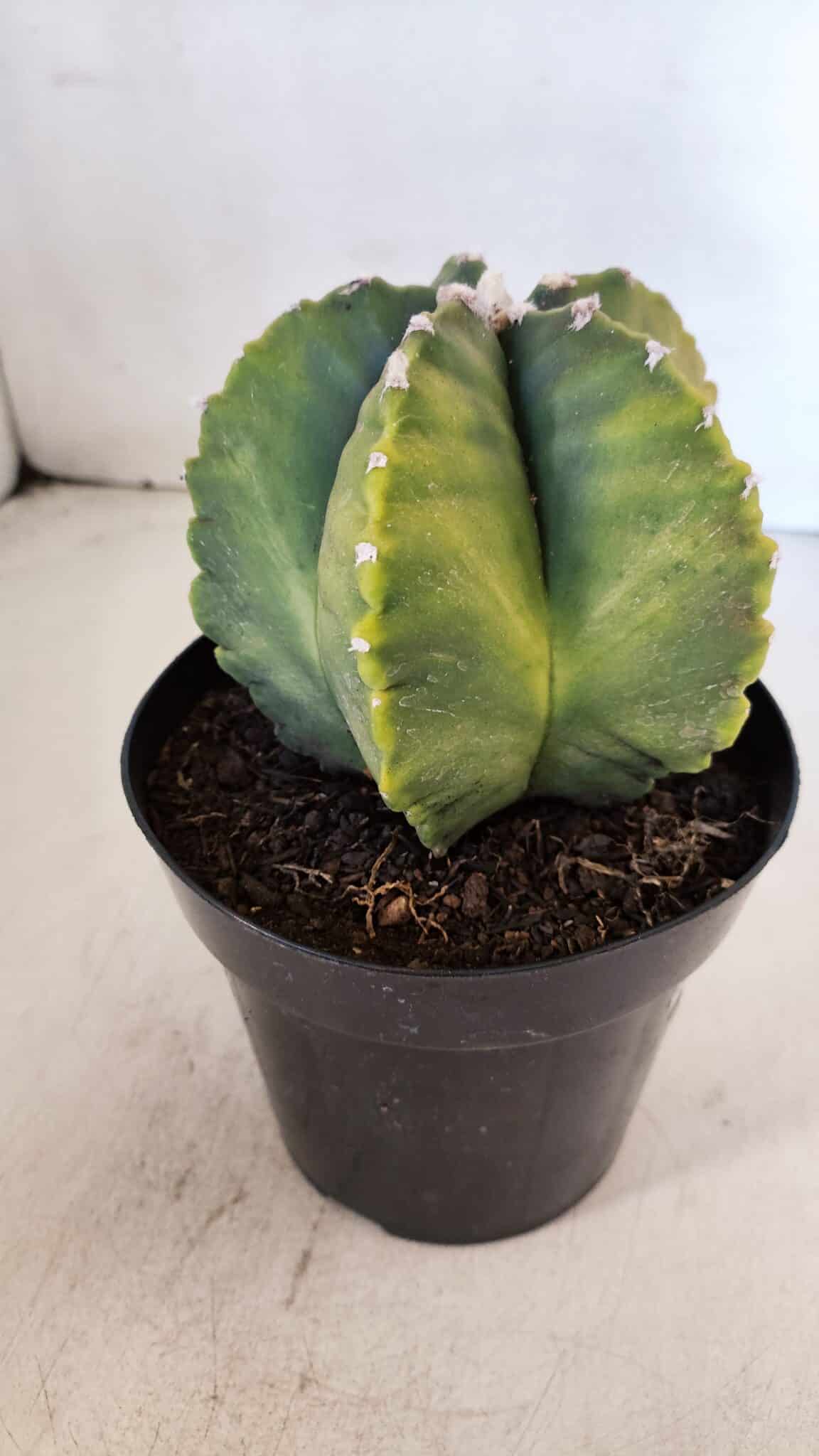 ASTROPHYTUM MYRIOSTIGMA "Variegata" Nº 1018 – vaso 15