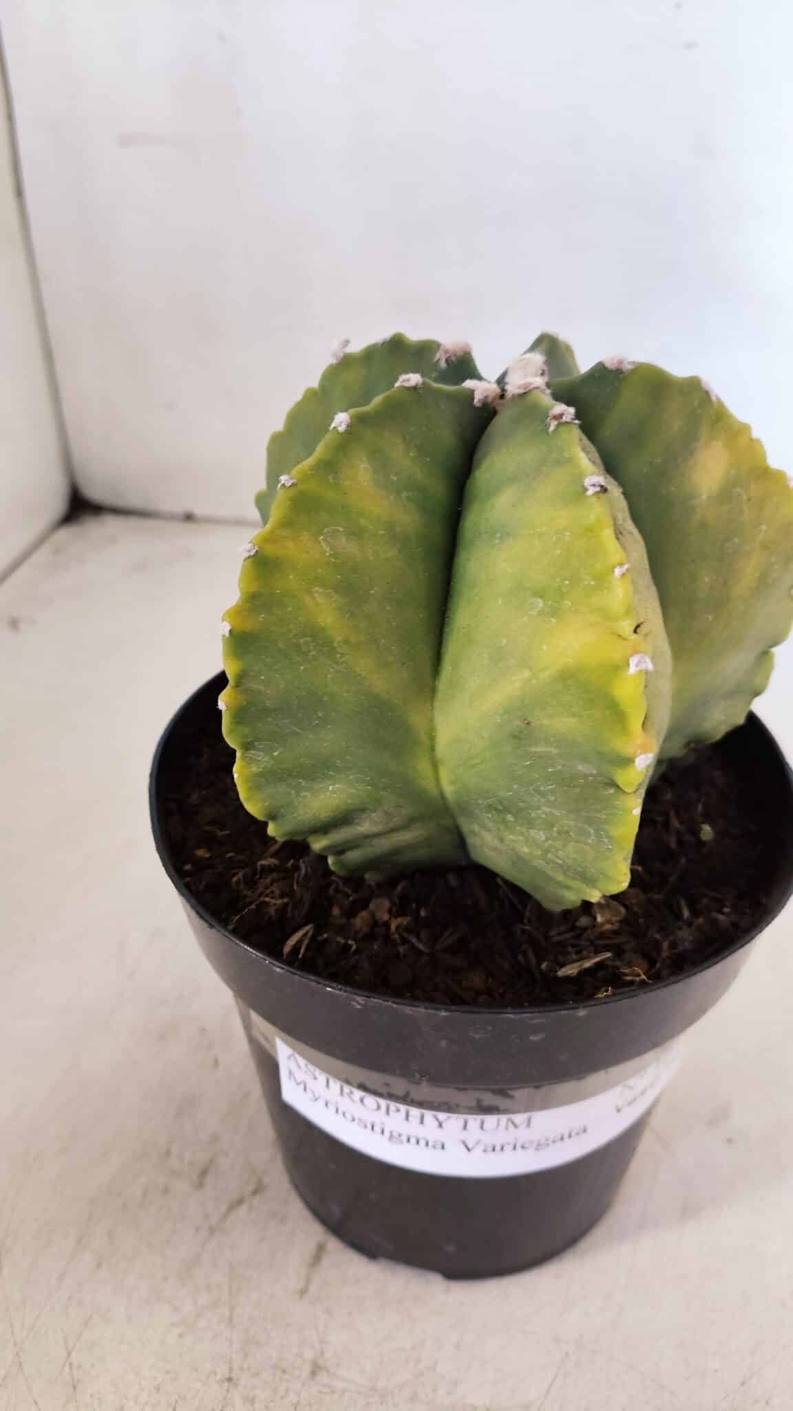 ASTROPHYTUM MYRIOSTIGMA "Variegata" Nº 1018 – vaso 15