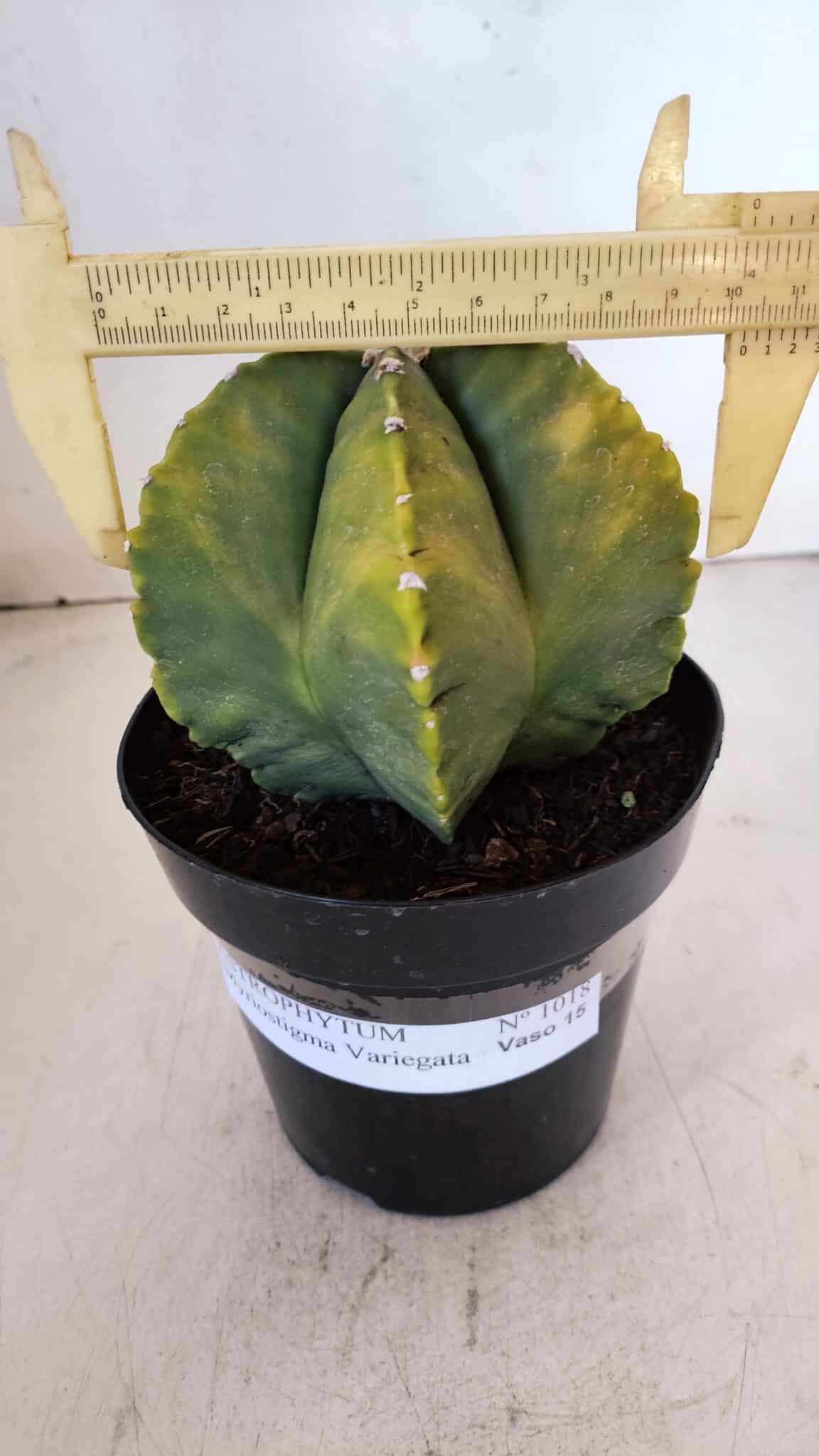 ASTROPHYTUM MYRIOSTIGMA "Variegata" Nº 1018 – vaso 15