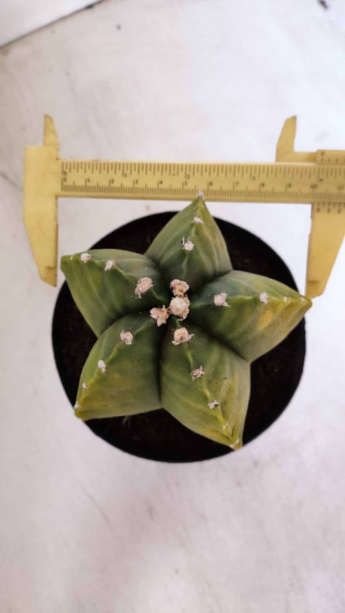 ASTROPHYTUM MYRIOSTIGMA "Variegata" Nº 1018 – vaso 15