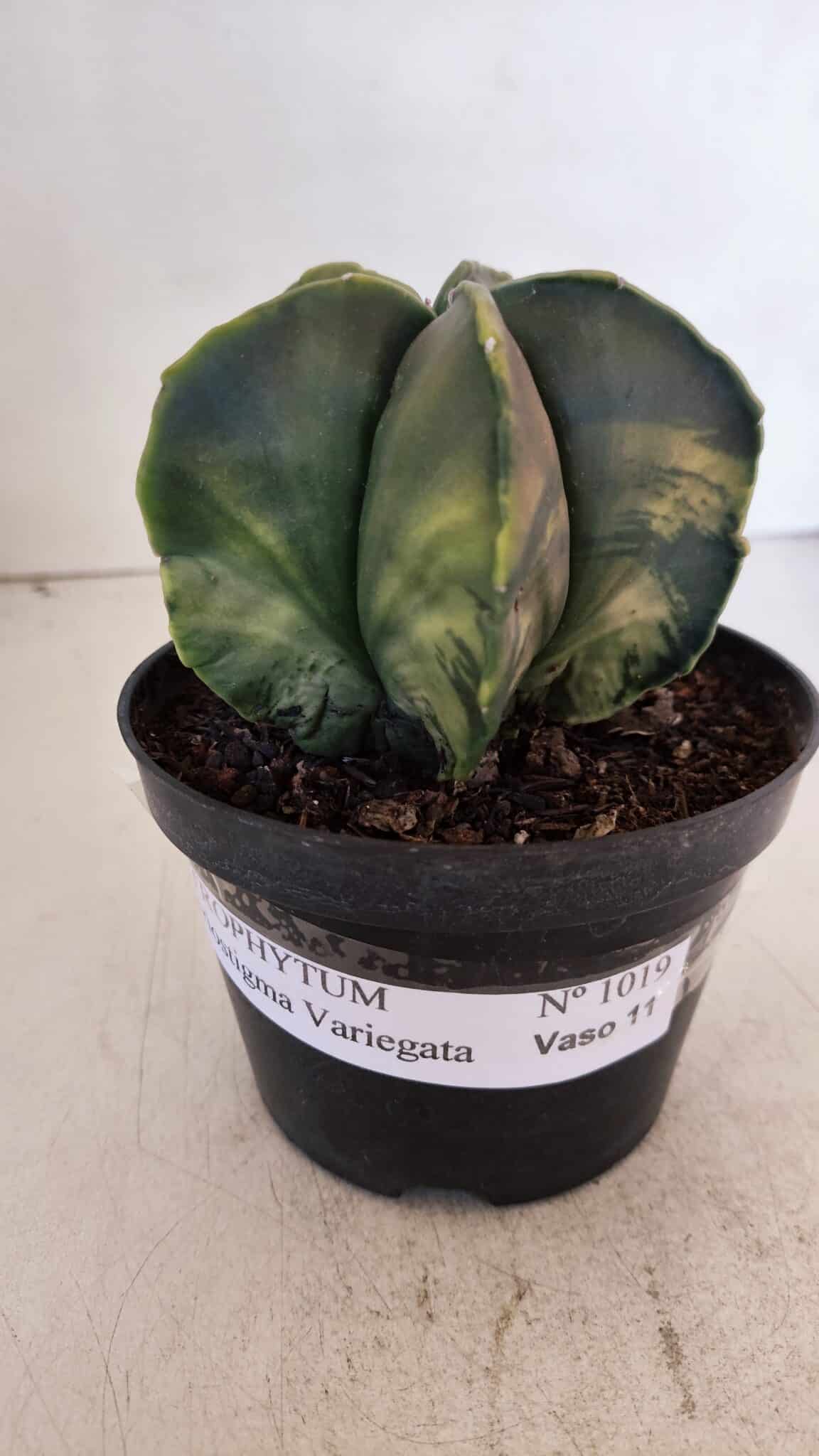 ASTROPHYTUM MYRIOSTIGMA "Variegata" Nº 1019 – vaso 11