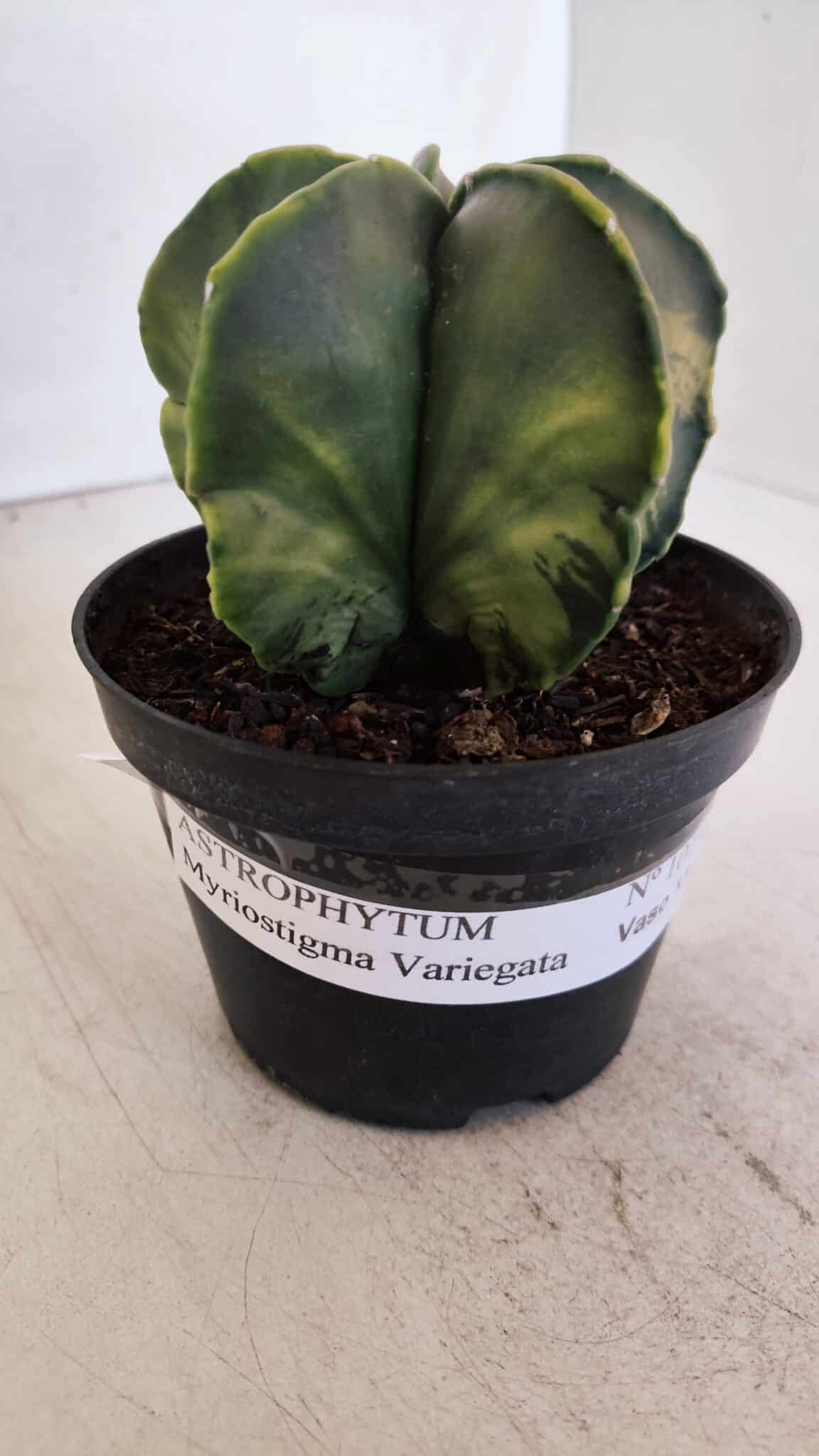 ASTROPHYTUM MYRIOSTIGMA "Variegata" Nº 1019 – vaso 11