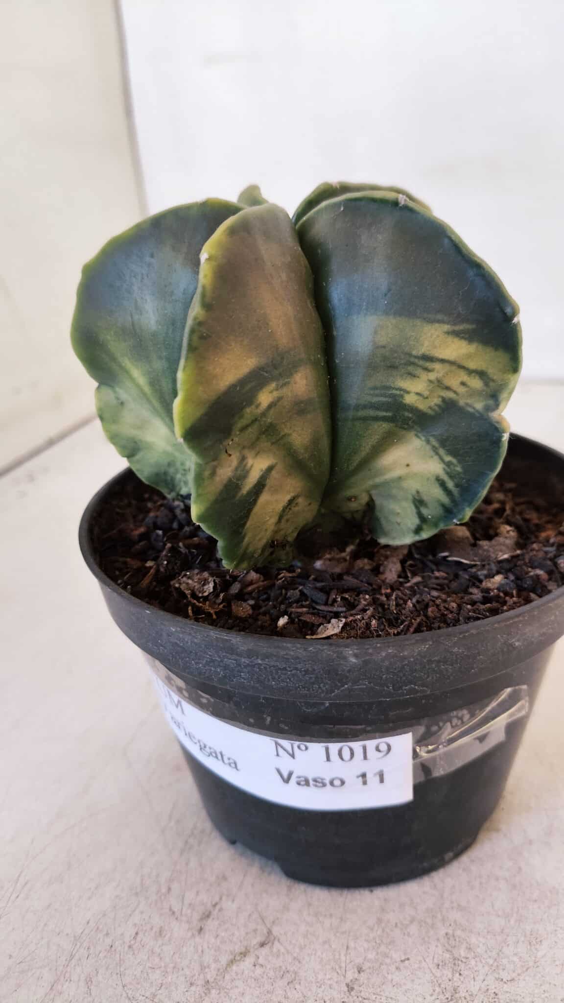 ASTROPHYTUM MYRIOSTIGMA "Variegata" Nº 1019 – vaso 11