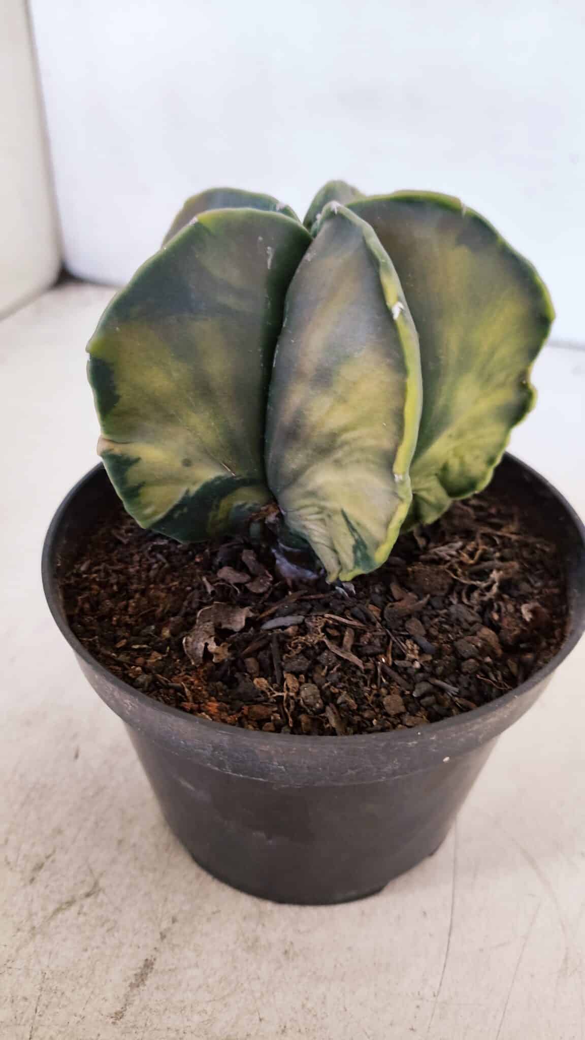 ASTROPHYTUM MYRIOSTIGMA "Variegata" Nº 1019 – vaso 11
