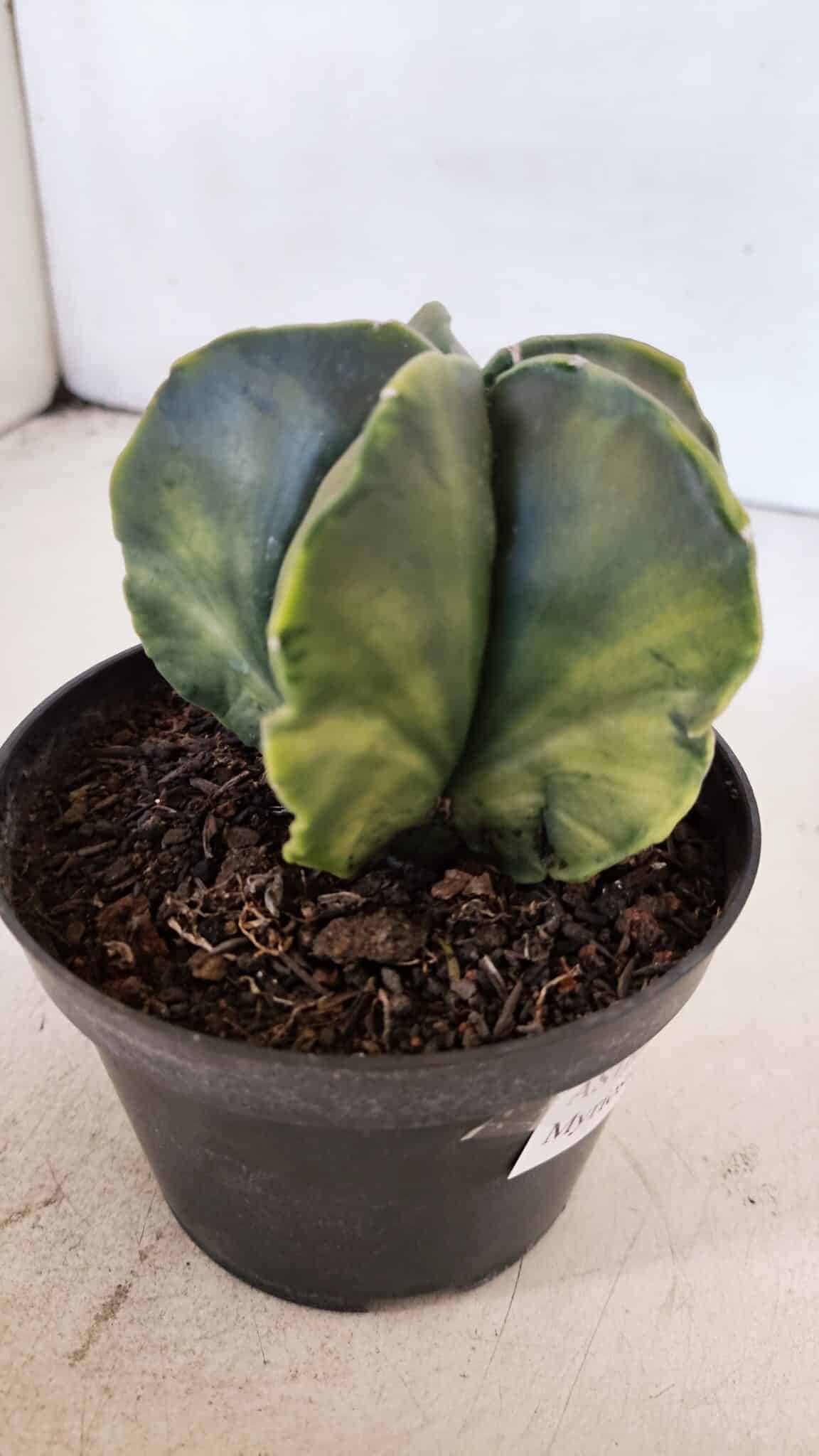 ASTROPHYTUM MYRIOSTIGMA "Variegata" Nº 1019 – vaso 11