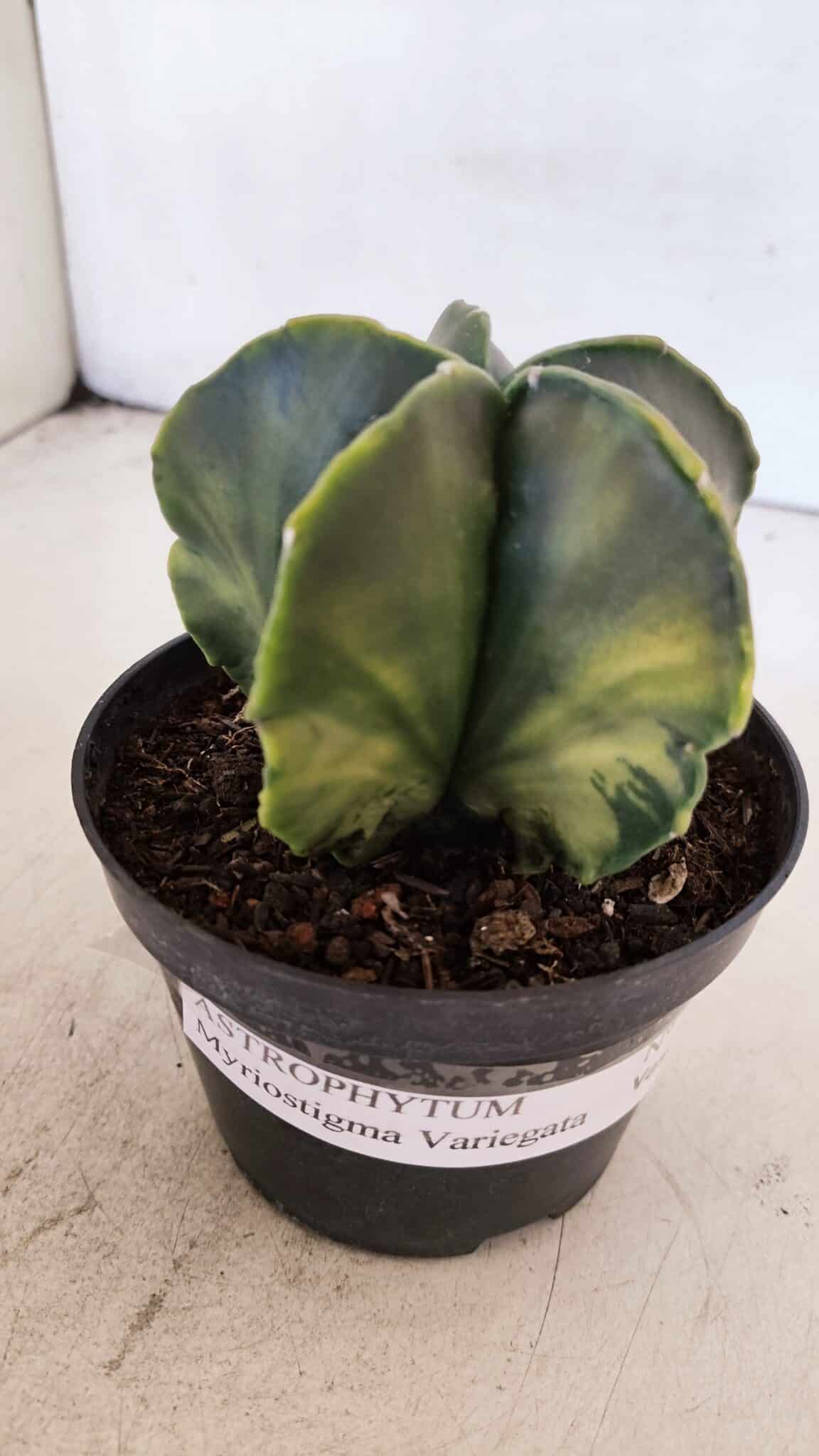 ASTROPHYTUM MYRIOSTIGMA "Variegata" Nº 1019 – vaso 11