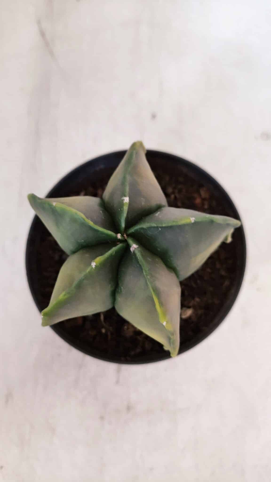 ASTROPHYTUM MYRIOSTIGMA "Variegata" Nº 1019 – vaso 11