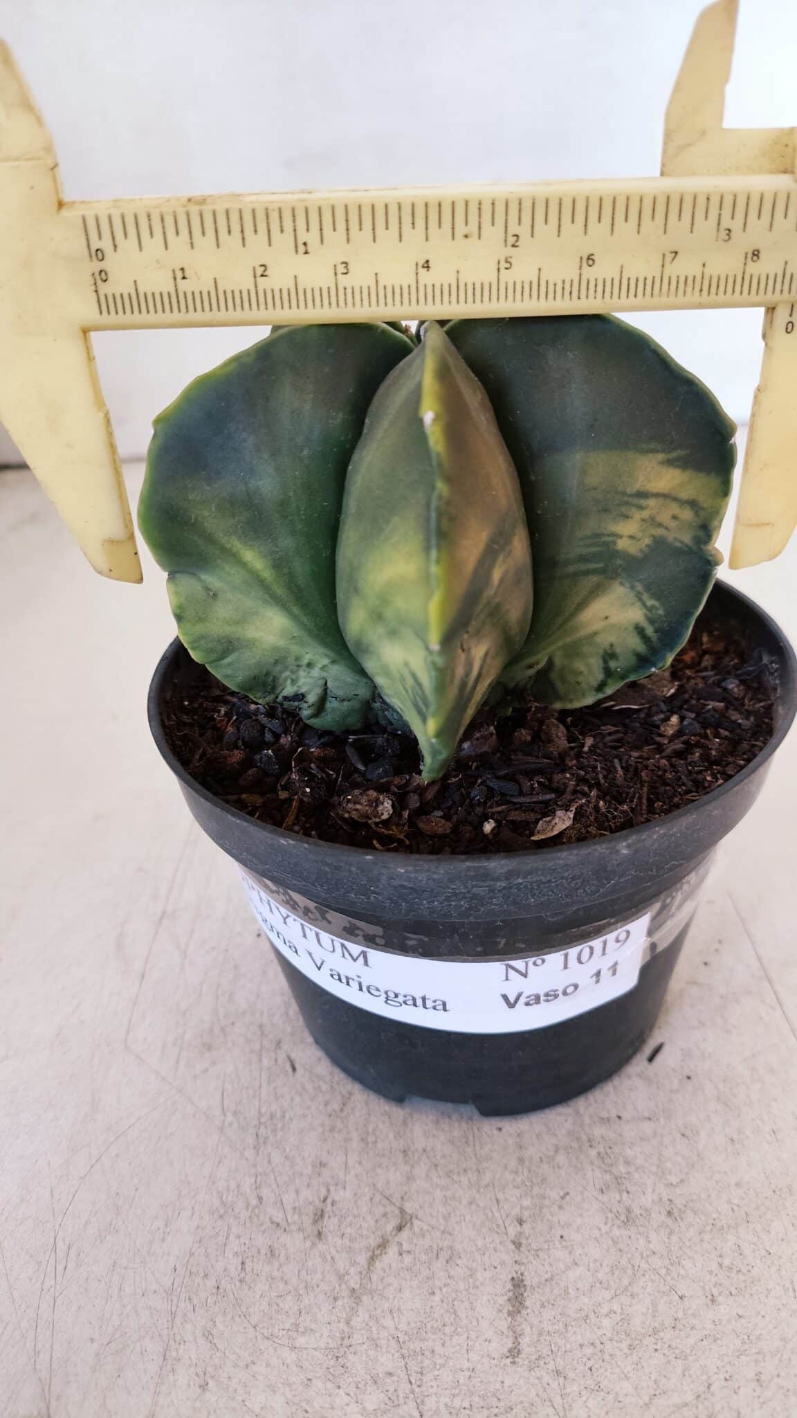 ASTROPHYTUM MYRIOSTIGMA "Variegata" Nº 1019 – vaso 11