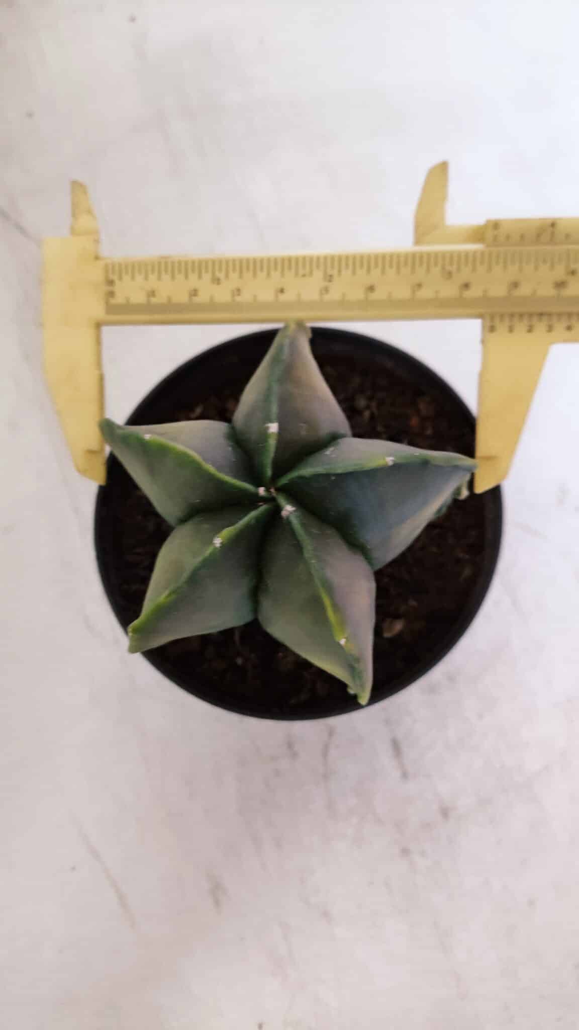 ASTROPHYTUM MYRIOSTIGMA "Variegata" Nº 1019 – vaso 11