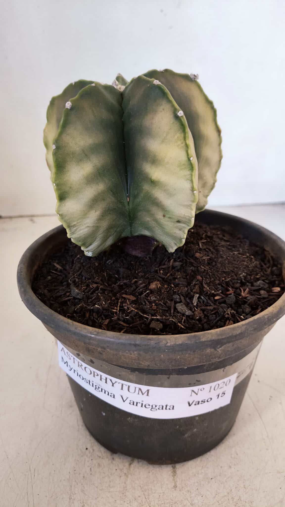 ASTROPHYTUM MYRIOSTIGMA "Variegata" Nº 1020 – vaso 15