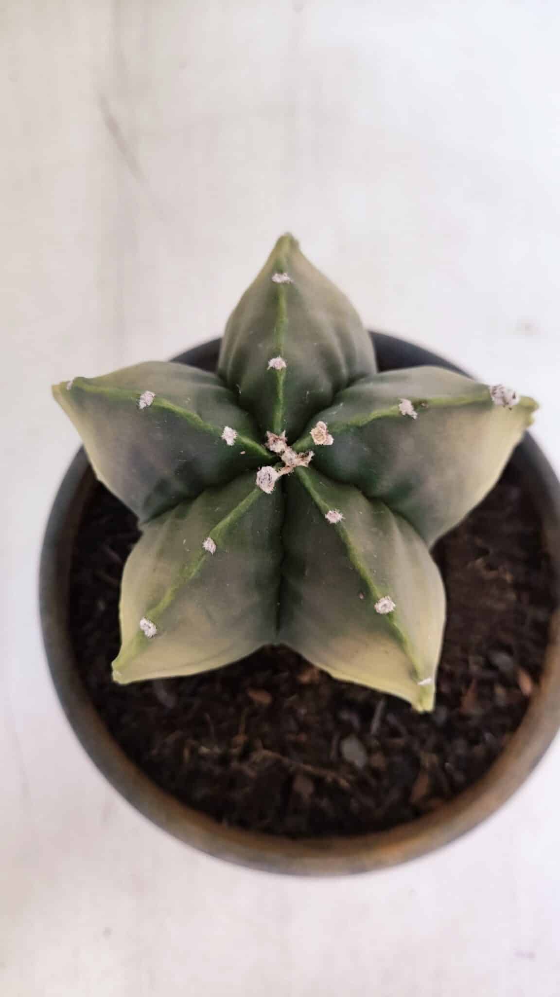 ASTROPHYTUM MYRIOSTIGMA "Variegata" Nº 1020 – vaso 15