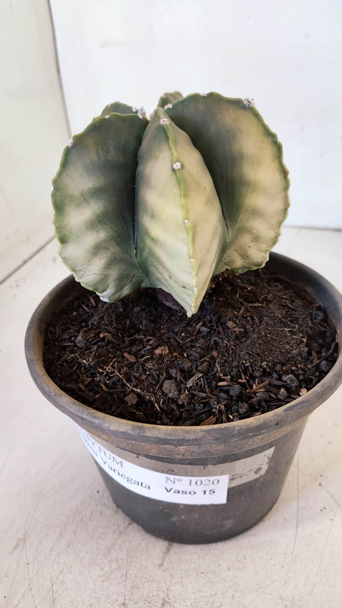 ASTROPHYTUM MYRIOSTIGMA "Variegata" Nº 1020 – vaso 15