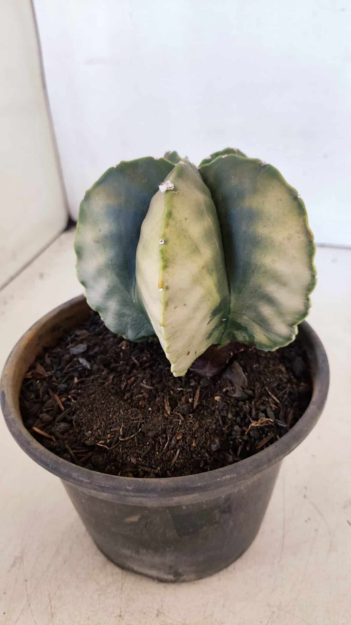 ASTROPHYTUM MYRIOSTIGMA "Variegata" Nº 1020 – vaso 15