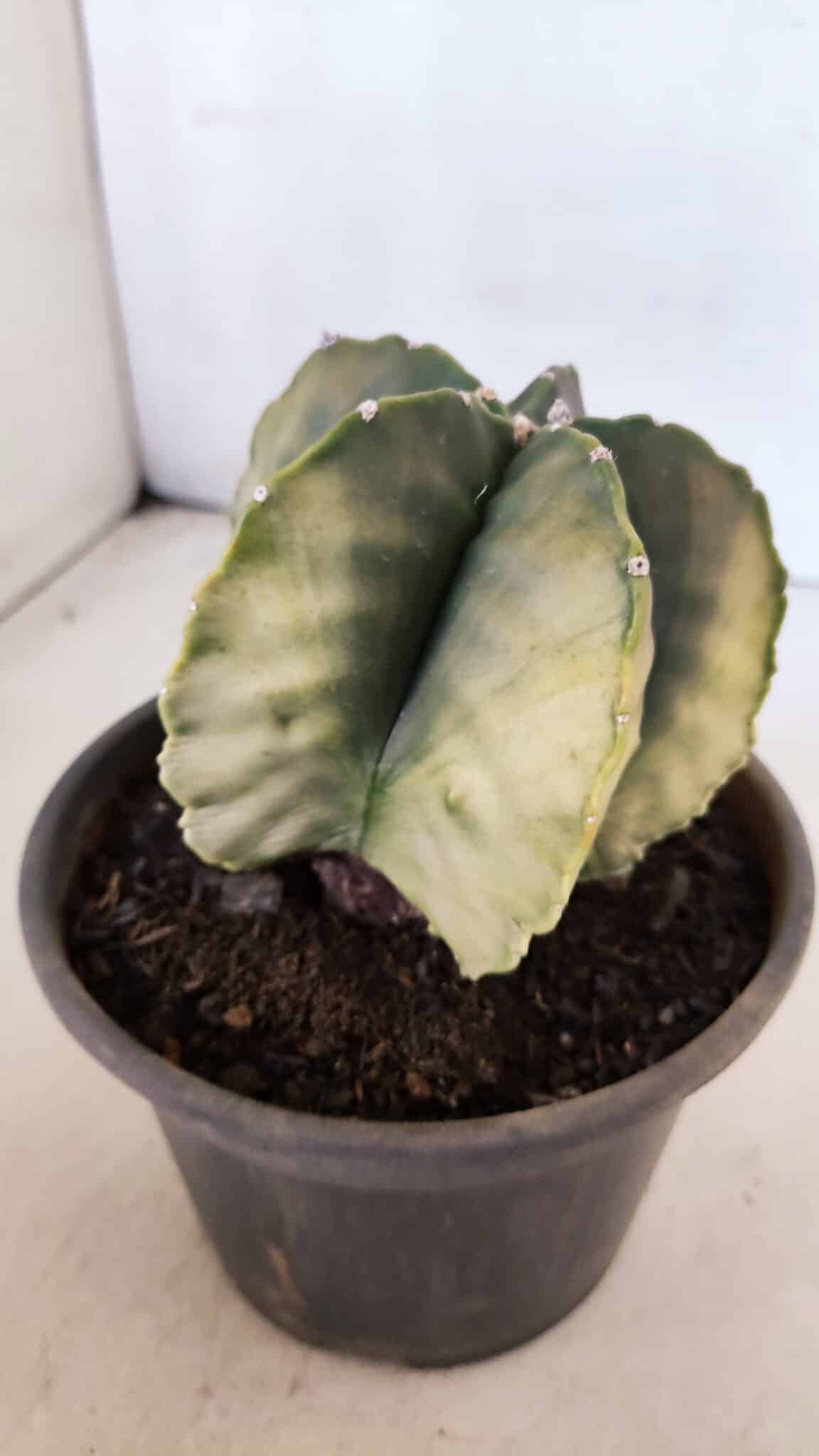 ASTROPHYTUM MYRIOSTIGMA "Variegata" Nº 1020 – vaso 15