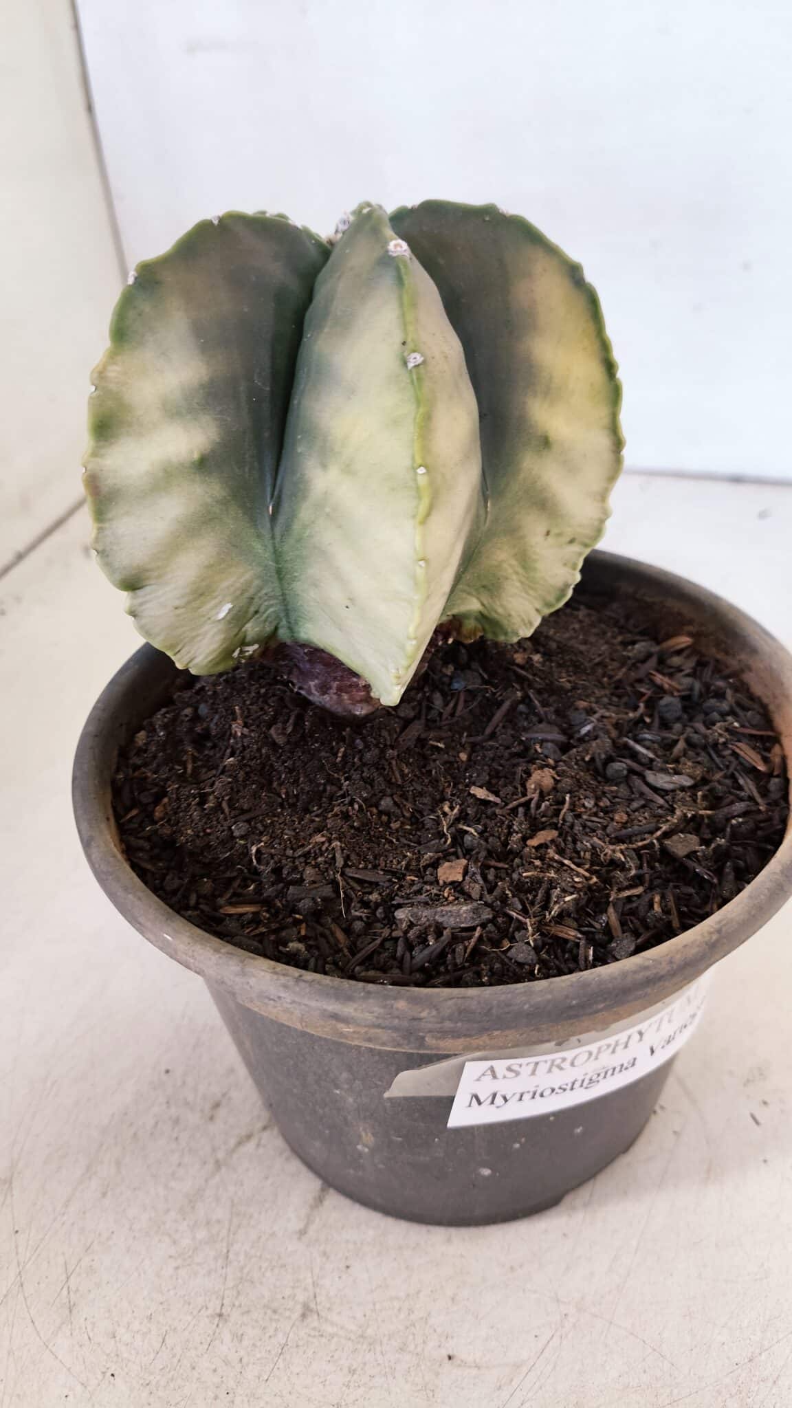 ASTROPHYTUM MYRIOSTIGMA "Variegata" Nº 1020 – vaso 15