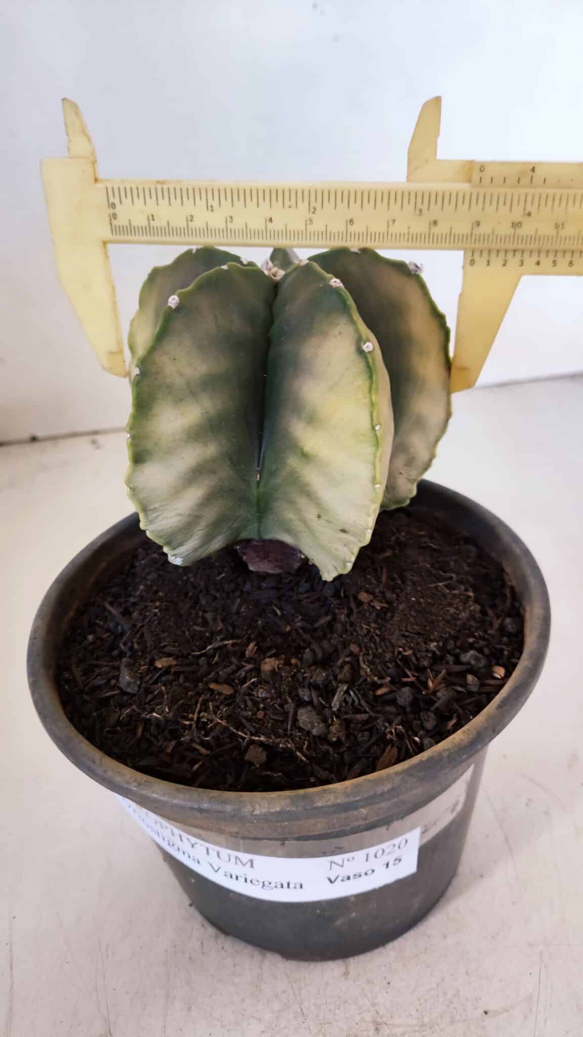 ASTROPHYTUM MYRIOSTIGMA "Variegata" Nº 1020 – vaso 15