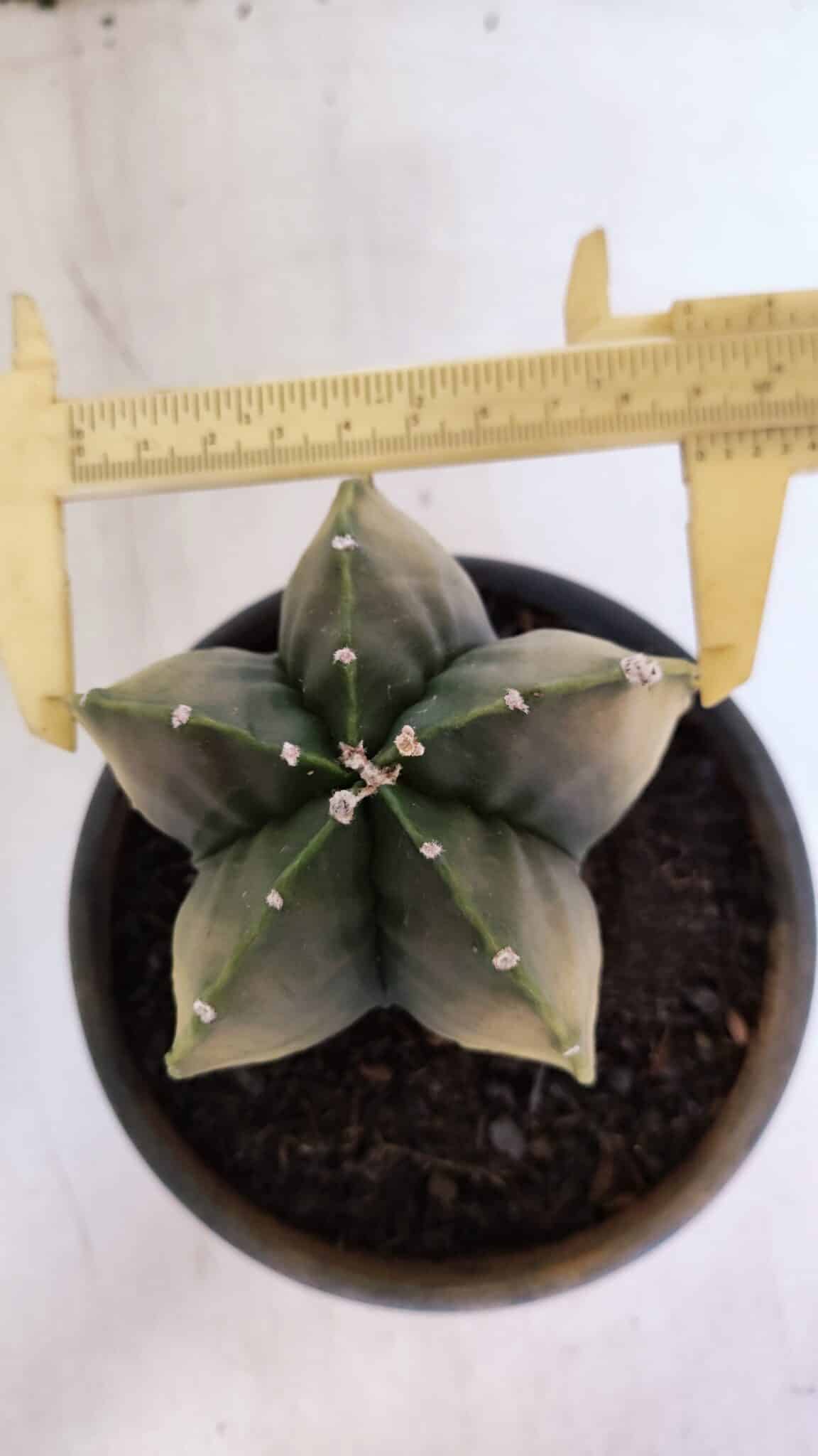 ASTROPHYTUM MYRIOSTIGMA "Variegata" Nº 1020 – vaso 15