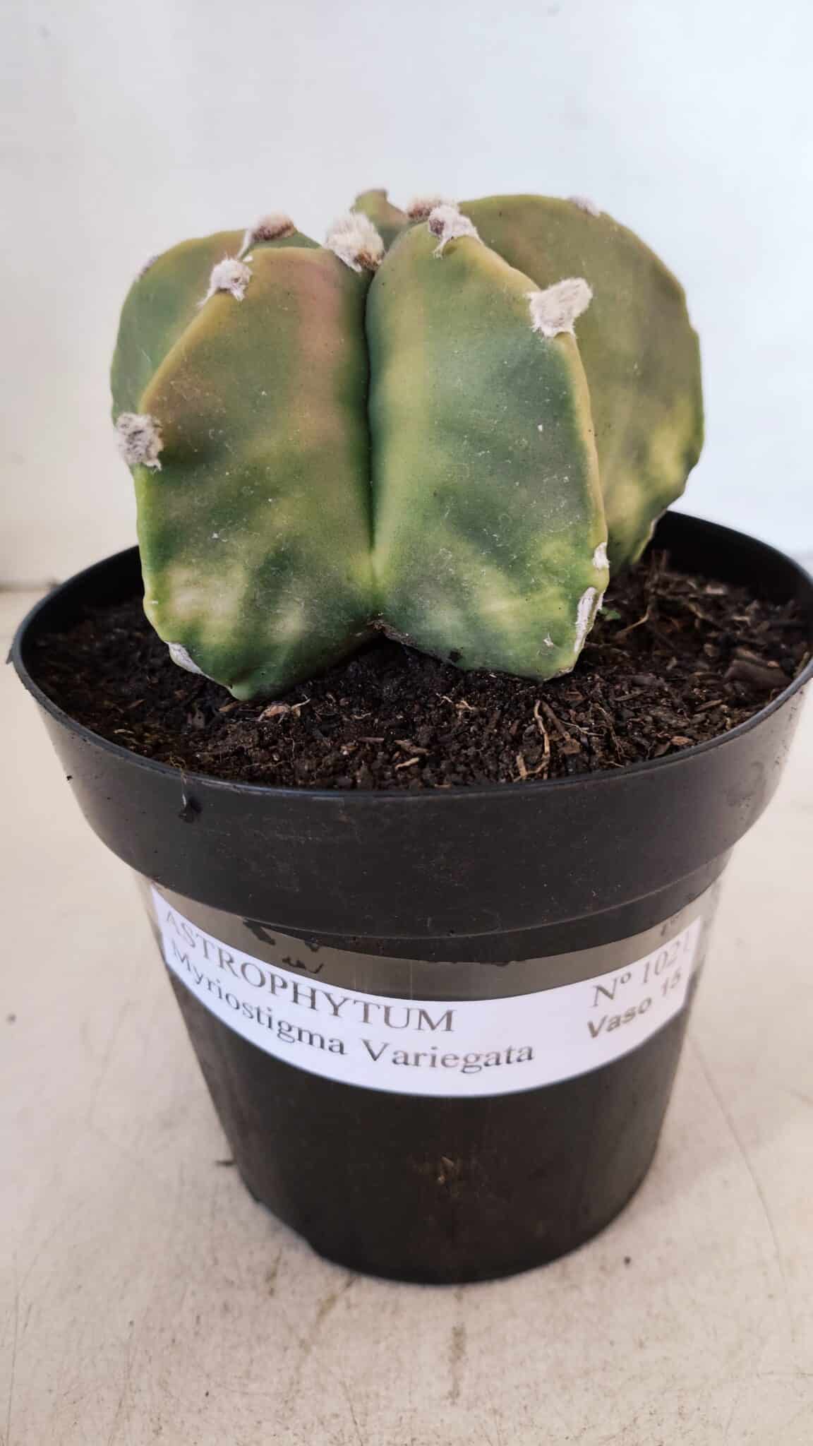 ASTROPHYTUM MYRIOSTIGMA "Variegata" Nº 1021 – vaso 15