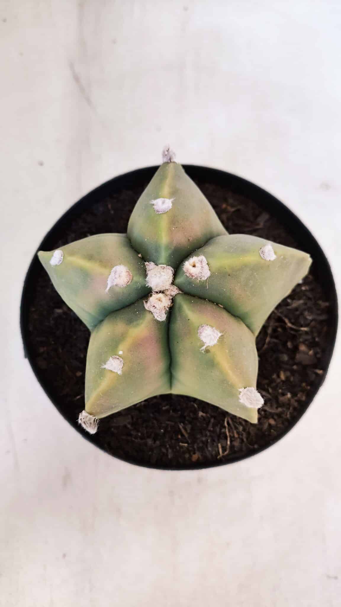 ASTROPHYTUM MYRIOSTIGMA "Variegata" Nº 1021 – vaso 15