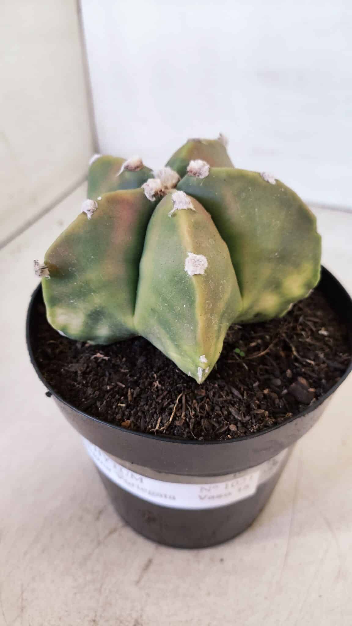 ASTROPHYTUM MYRIOSTIGMA "Variegata" Nº 1021 – vaso 15