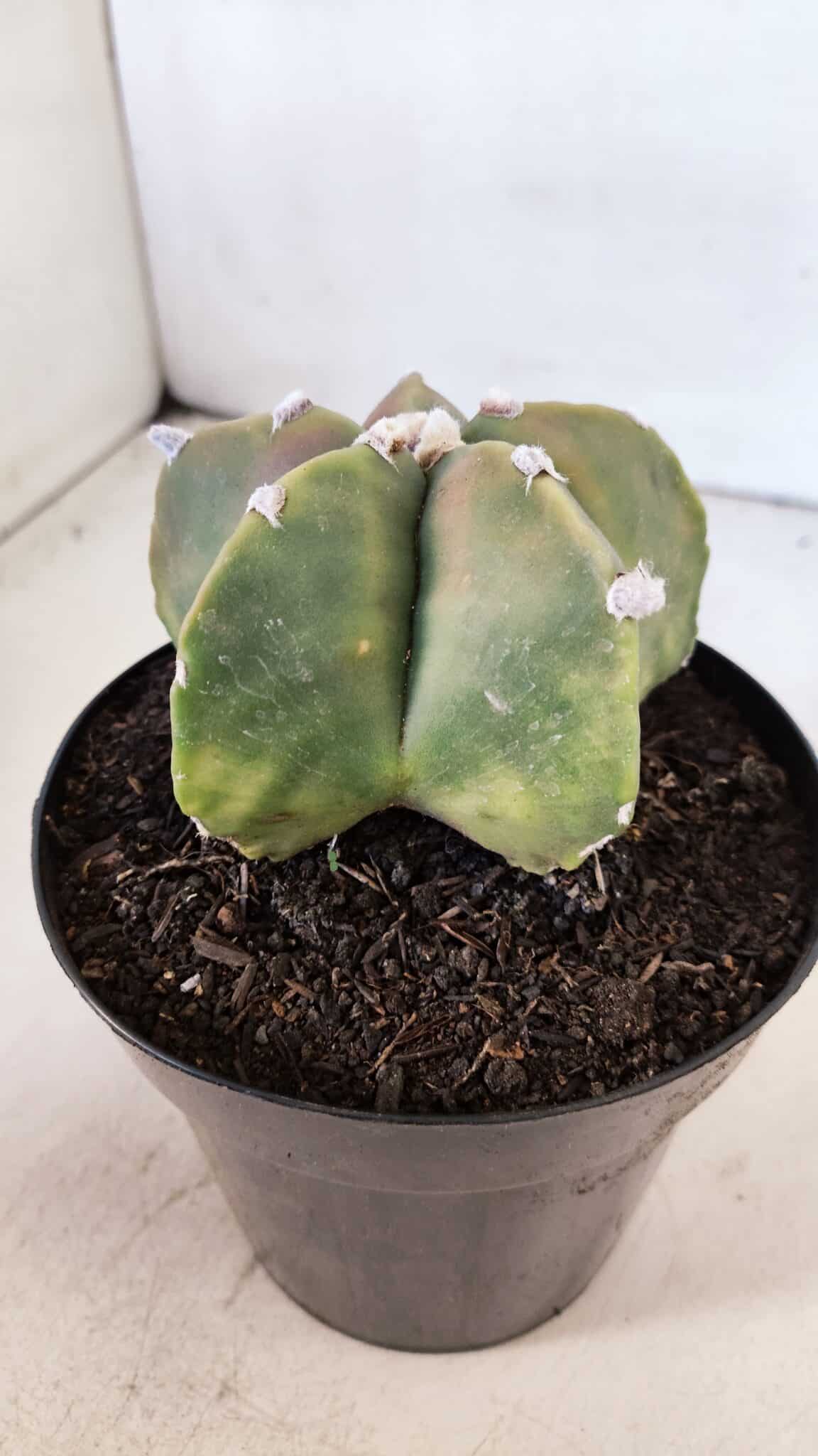 ASTROPHYTUM MYRIOSTIGMA "Variegata" Nº 1021 – vaso 15