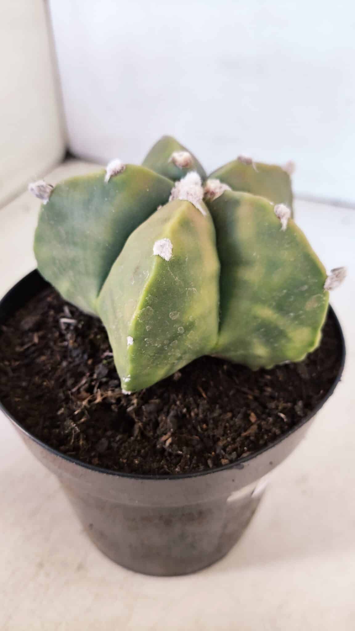 ASTROPHYTUM MYRIOSTIGMA "Variegata" Nº 1021 – vaso 15