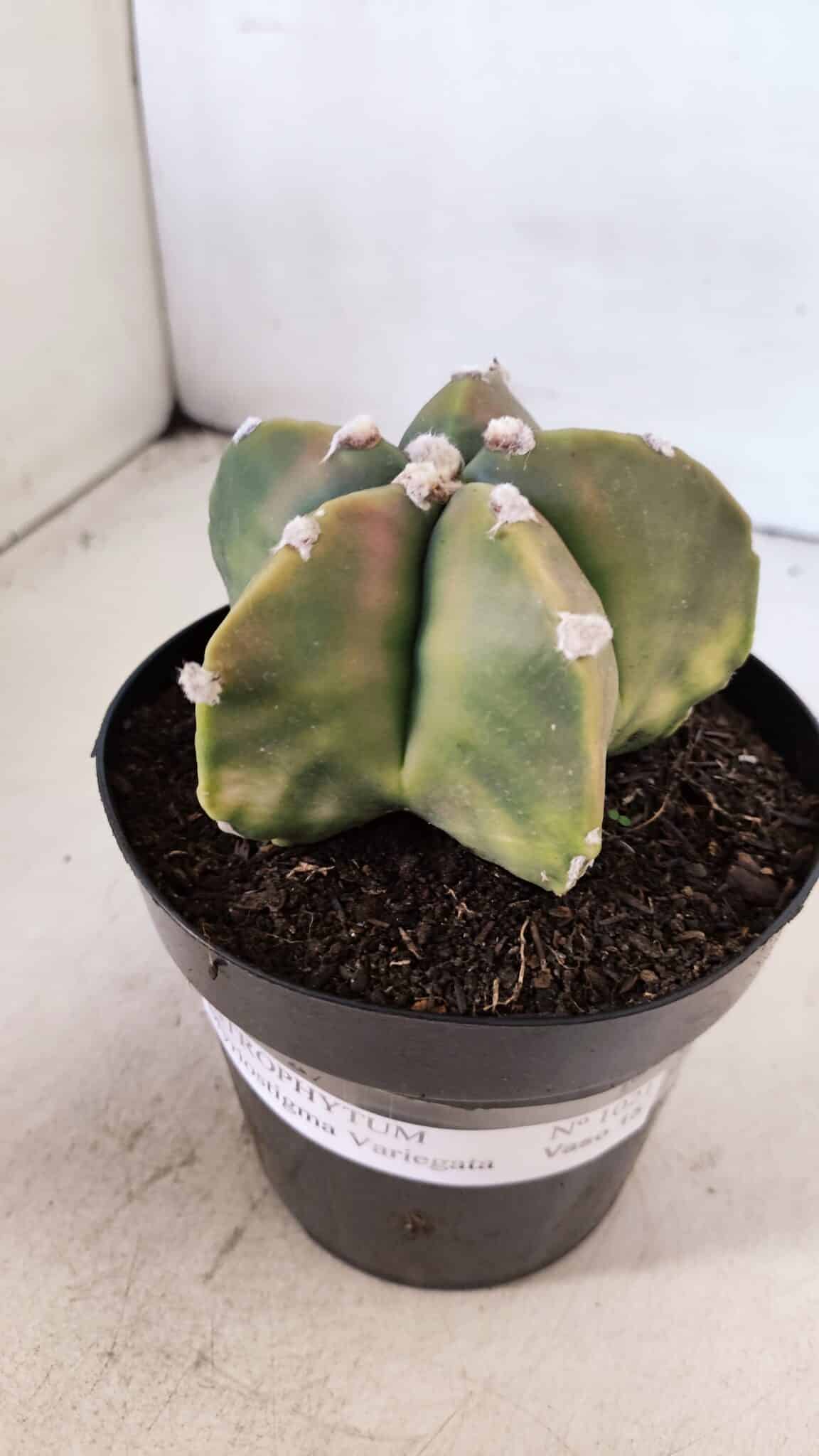 ASTROPHYTUM MYRIOSTIGMA "Variegata" Nº 1021 – vaso 15