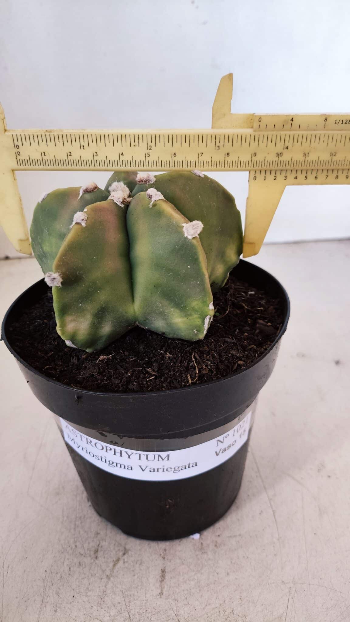 ASTROPHYTUM MYRIOSTIGMA "Variegata" Nº 1021 – vaso 15