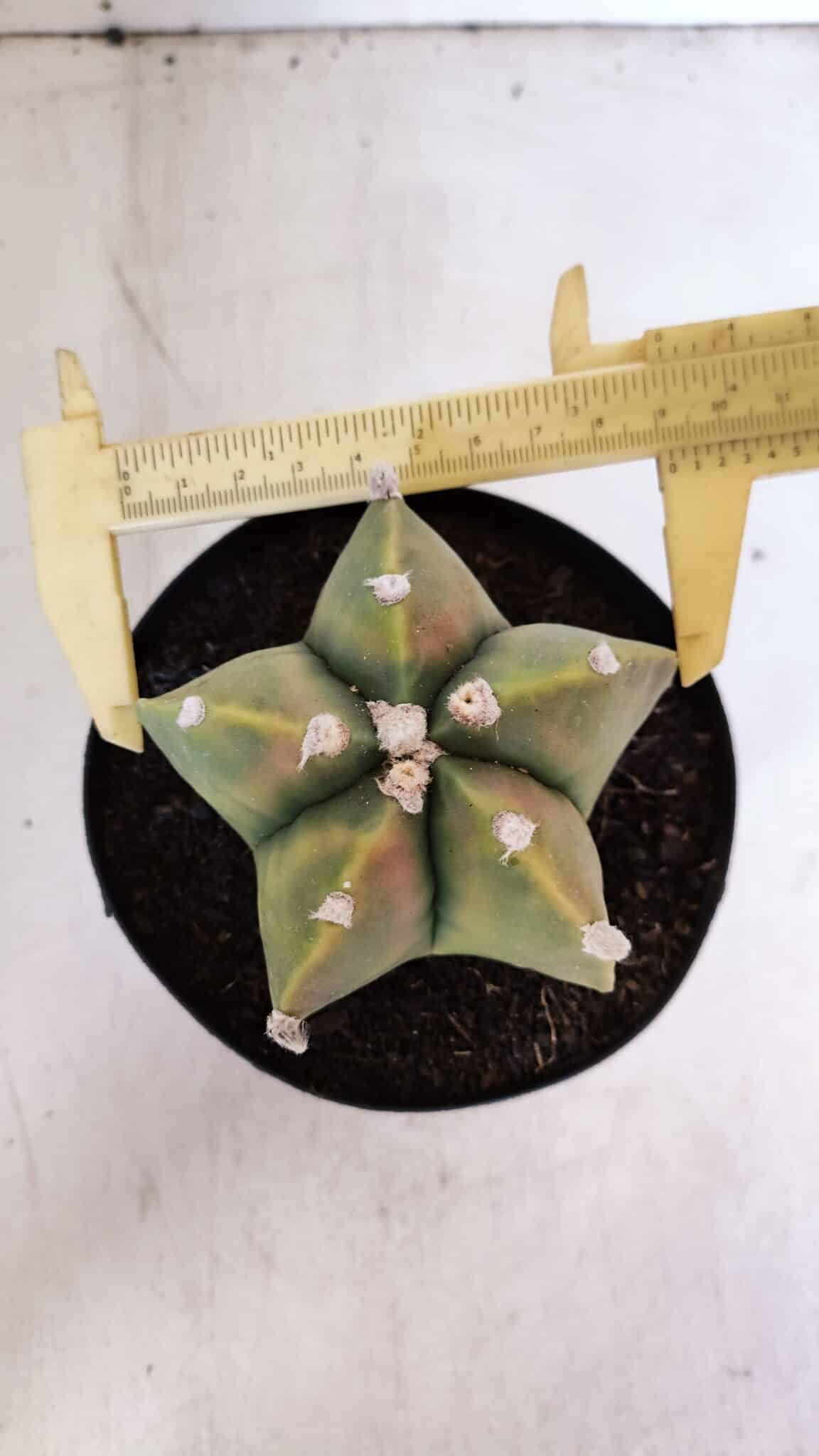 ASTROPHYTUM MYRIOSTIGMA "Variegata" Nº 1021 – vaso 15