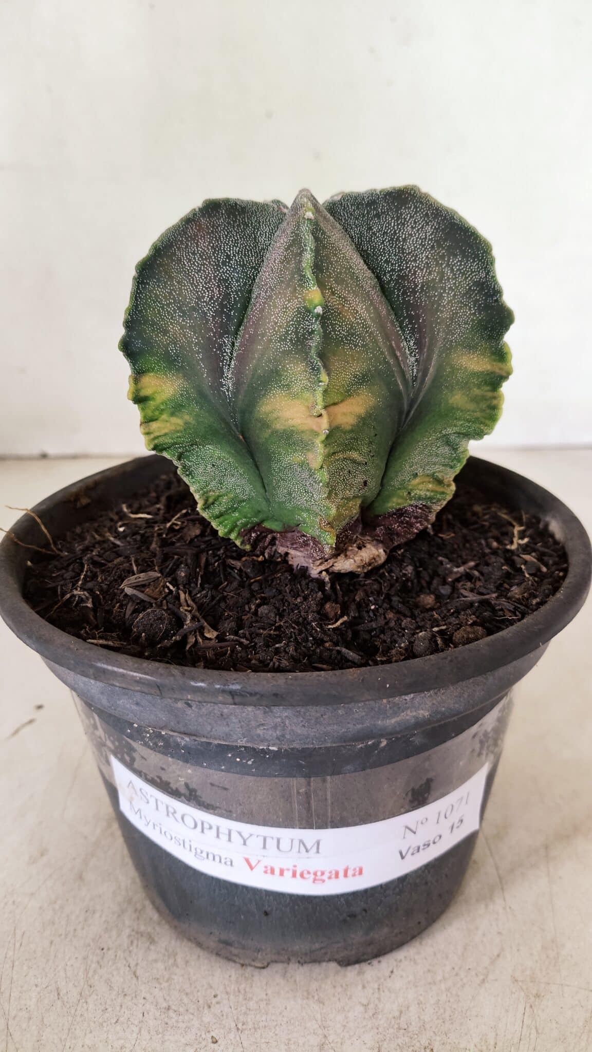 ASTROPHYTUM MYRIOSTIGMA "Variegata" Nº 1071 – vaso 15 - foto 2