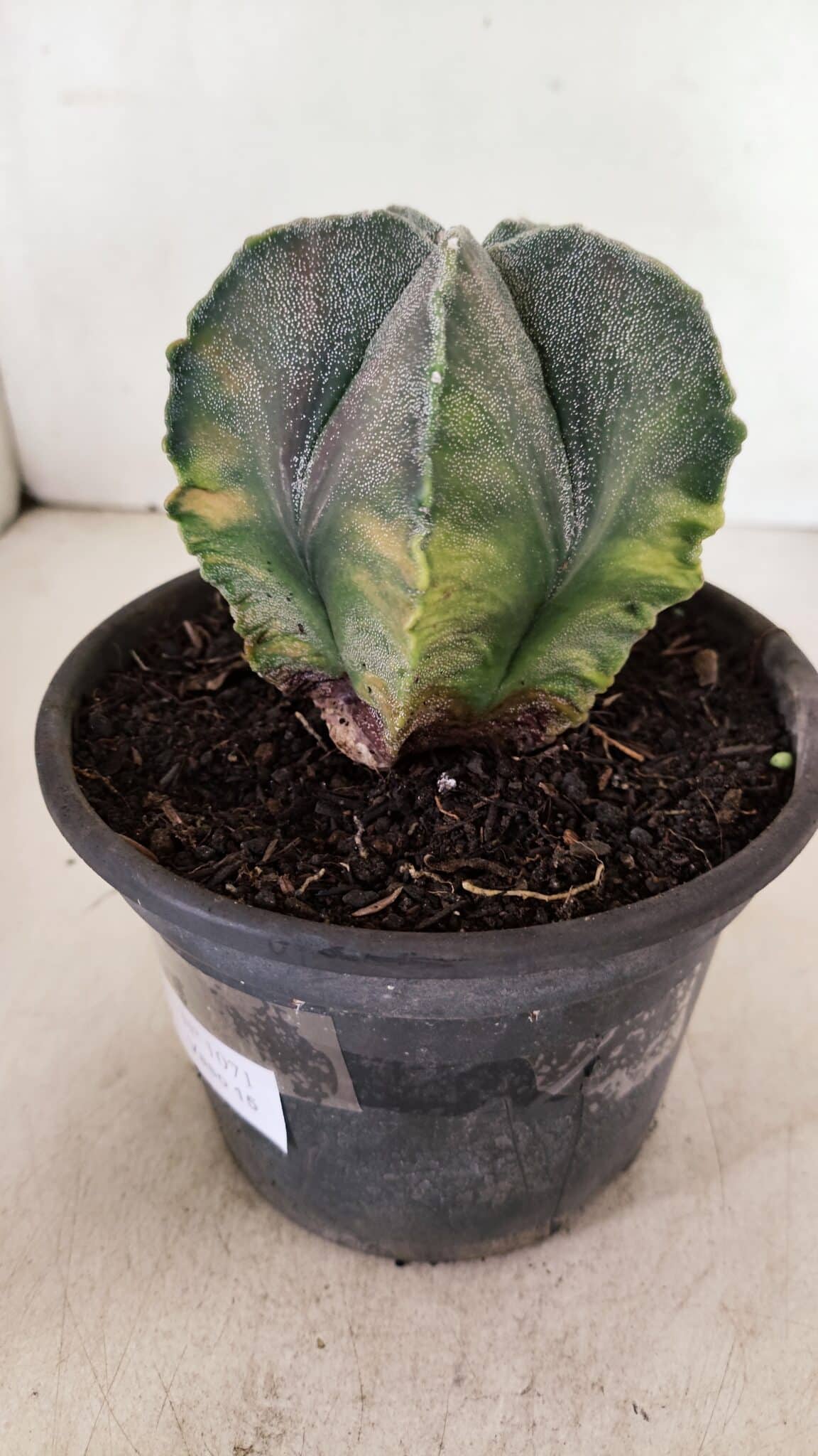 ASTROPHYTUM MYRIOSTIGMA "Variegata" Nº 1071 – vaso 15 - foto 8