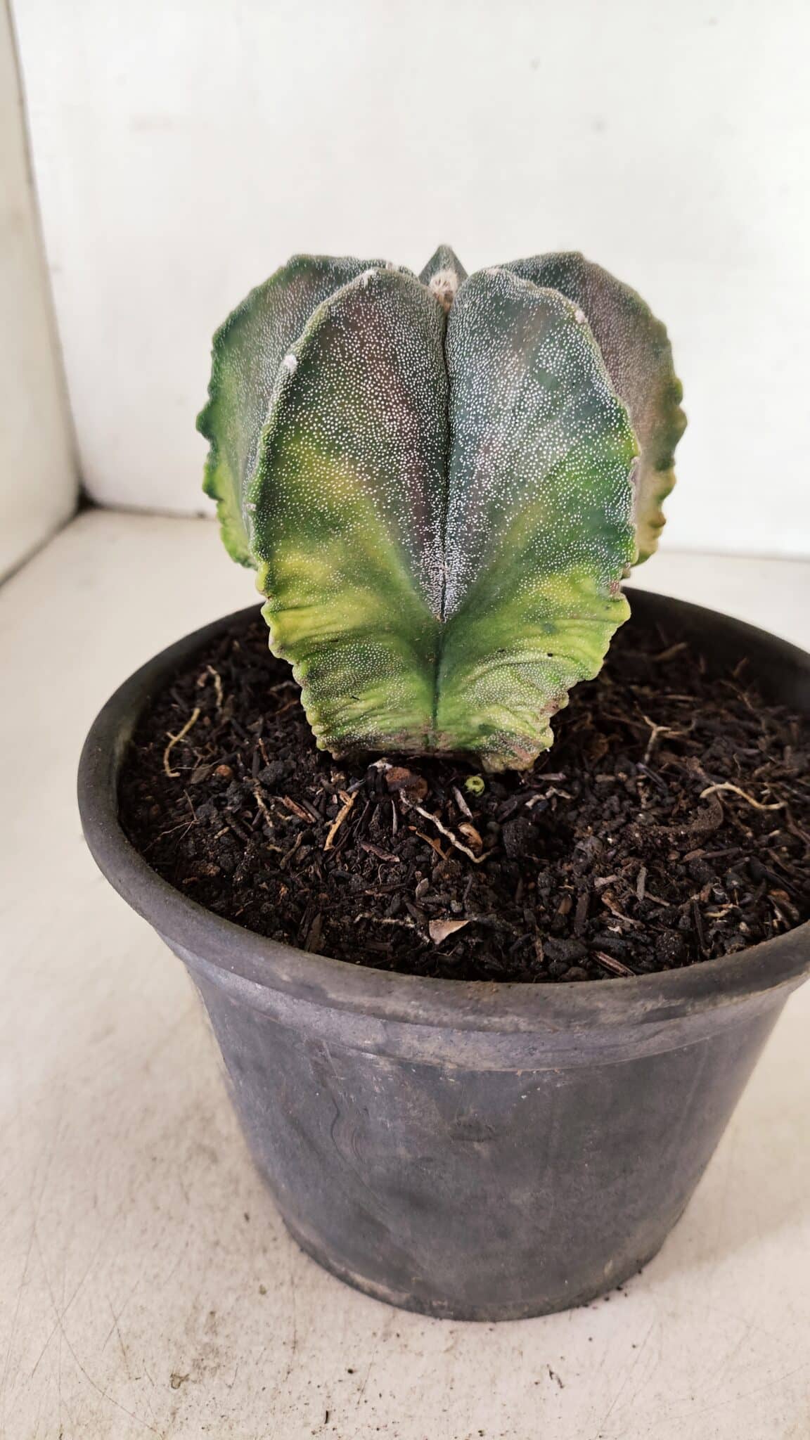 ASTROPHYTUM MYRIOSTIGMA "Variegata" Nº 1071 – vaso 15 - foto 6