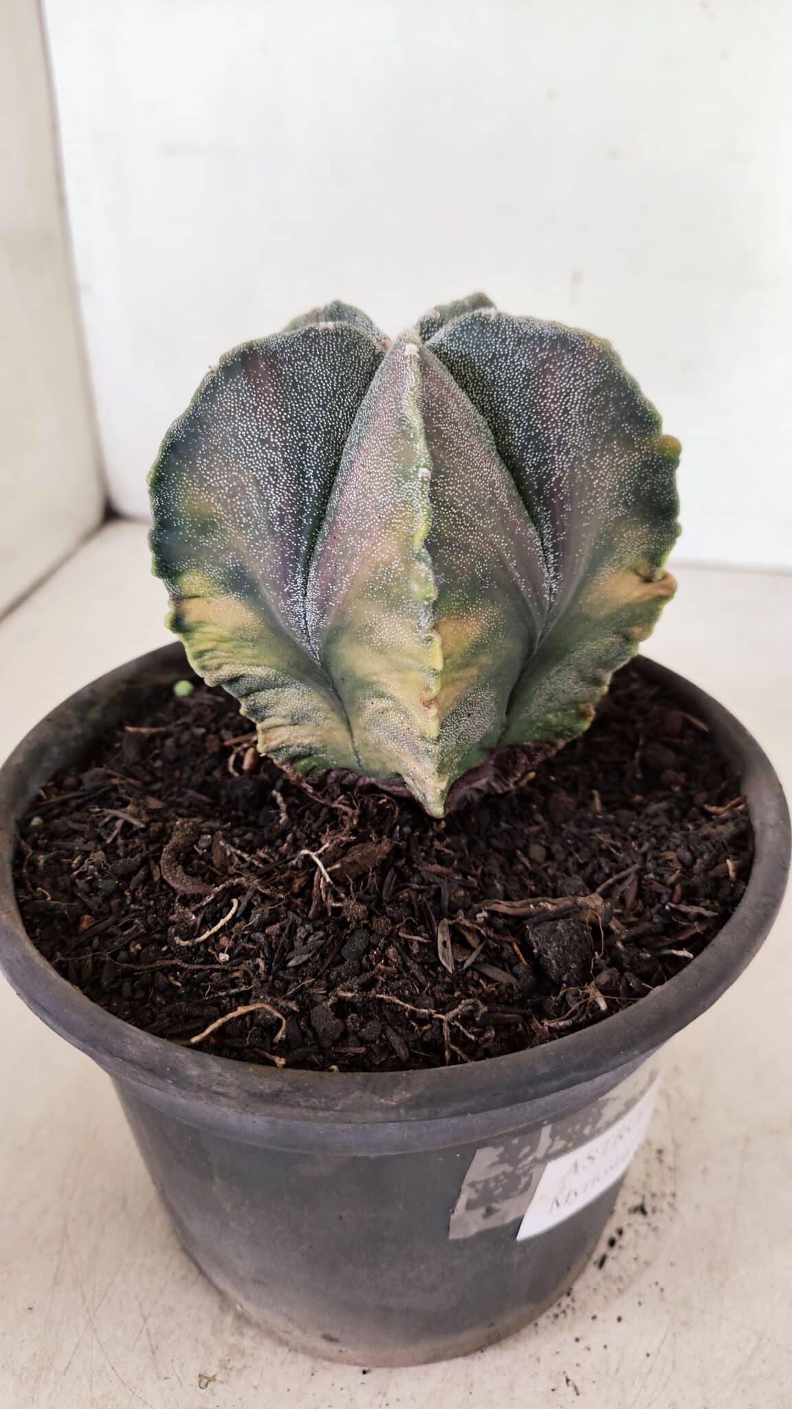 ASTROPHYTUM MYRIOSTIGMA "Variegata" Nº 1071 – vaso 15 - foto 7