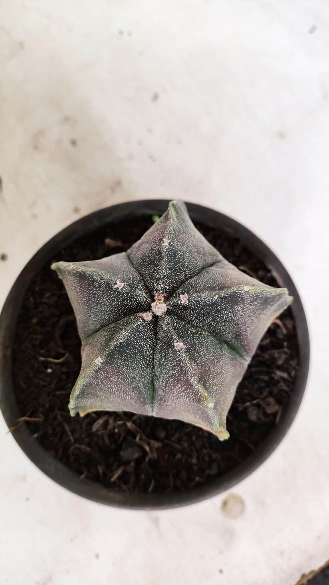 ASTROPHYTUM MYRIOSTIGMA "Variegata" Nº 1071 – vaso 15 - foto 3