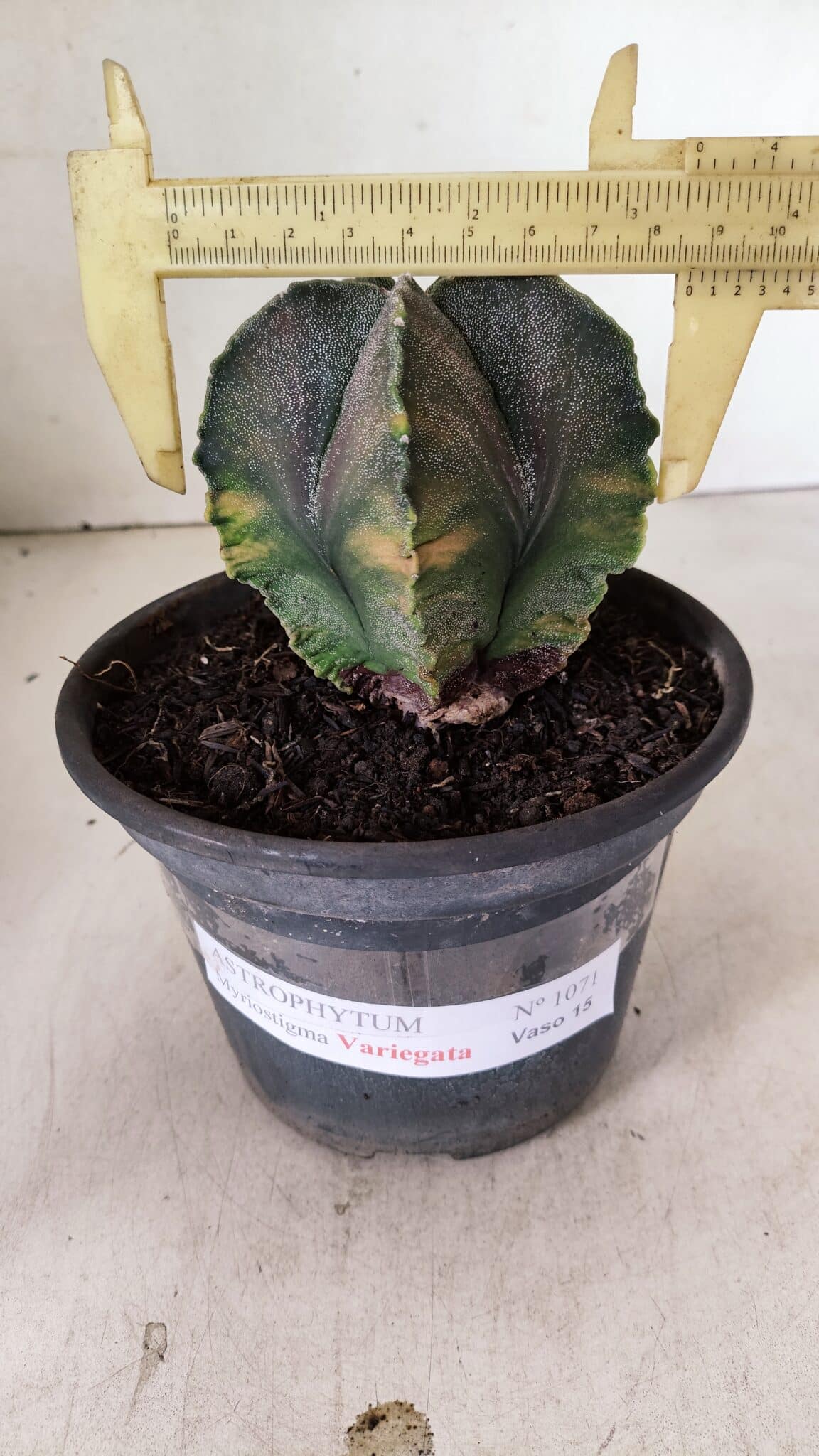 ASTROPHYTUM MYRIOSTIGMA "Variegata" Nº 1071 – vaso 15 - foto 4