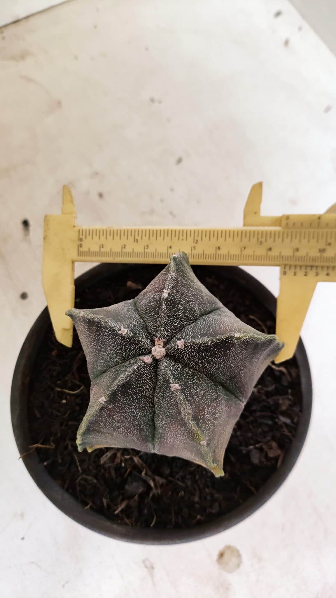 ASTROPHYTUM MYRIOSTIGMA "Variegata" Nº 1071 – vaso 15 - foto 5