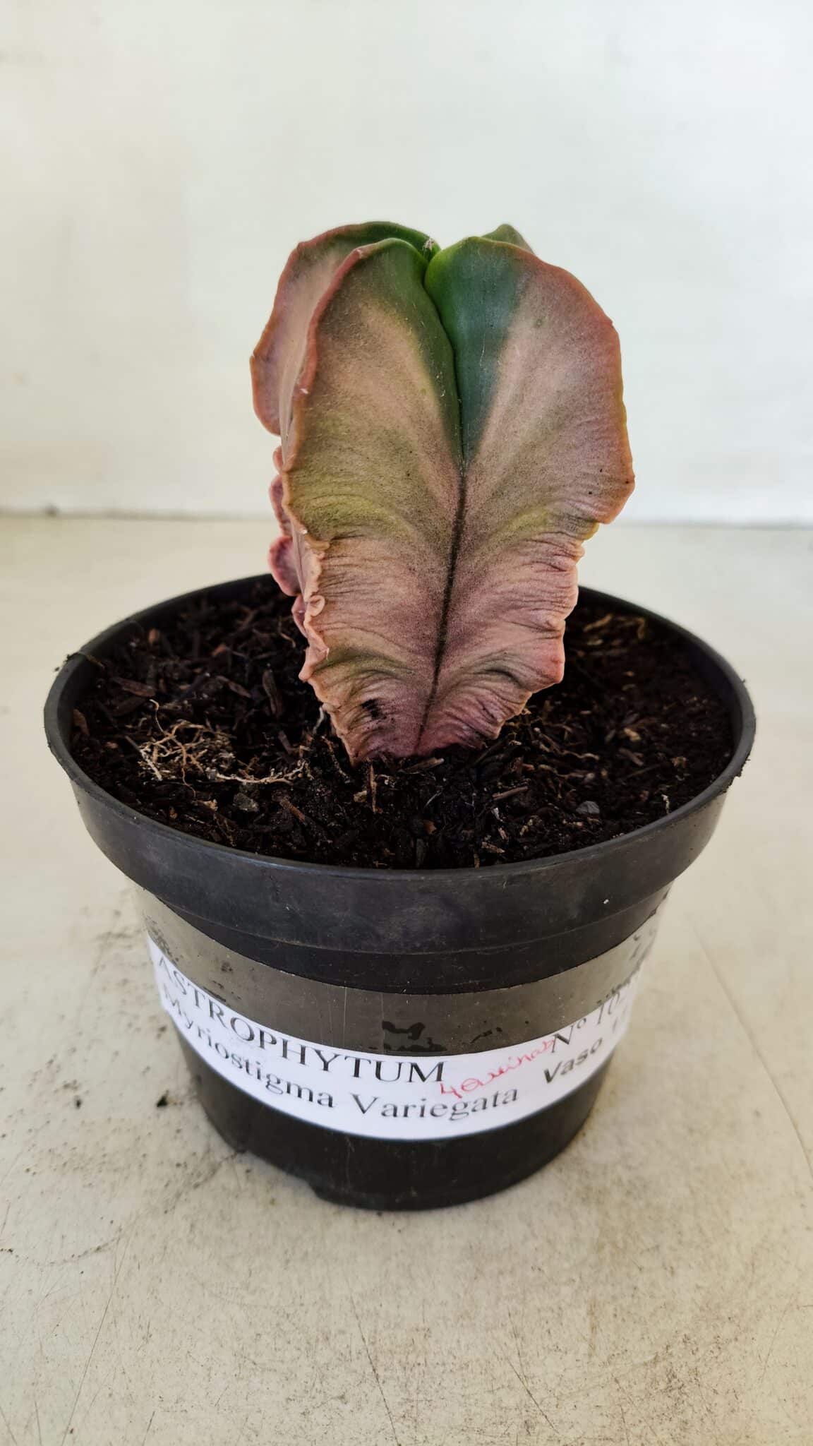 ASTROPHYTUM MYRIOSTIGMA "Variegata - 4 Quinas"  Nº 1023 – vaso 11 - foto 2