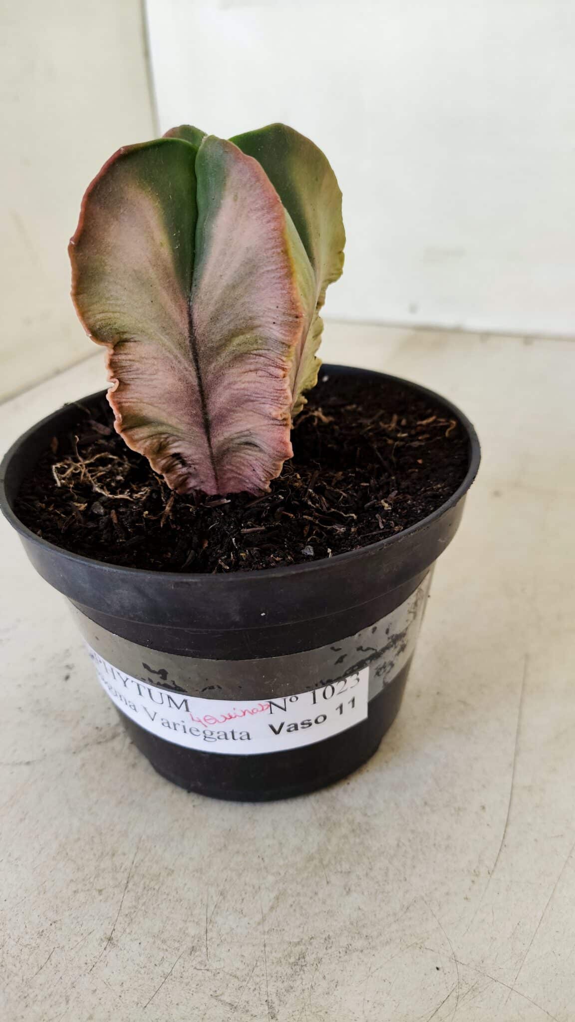 ASTROPHYTUM MYRIOSTIGMA "Variegata - 4 Quinas"  Nº 1023 – vaso 11 - foto 9