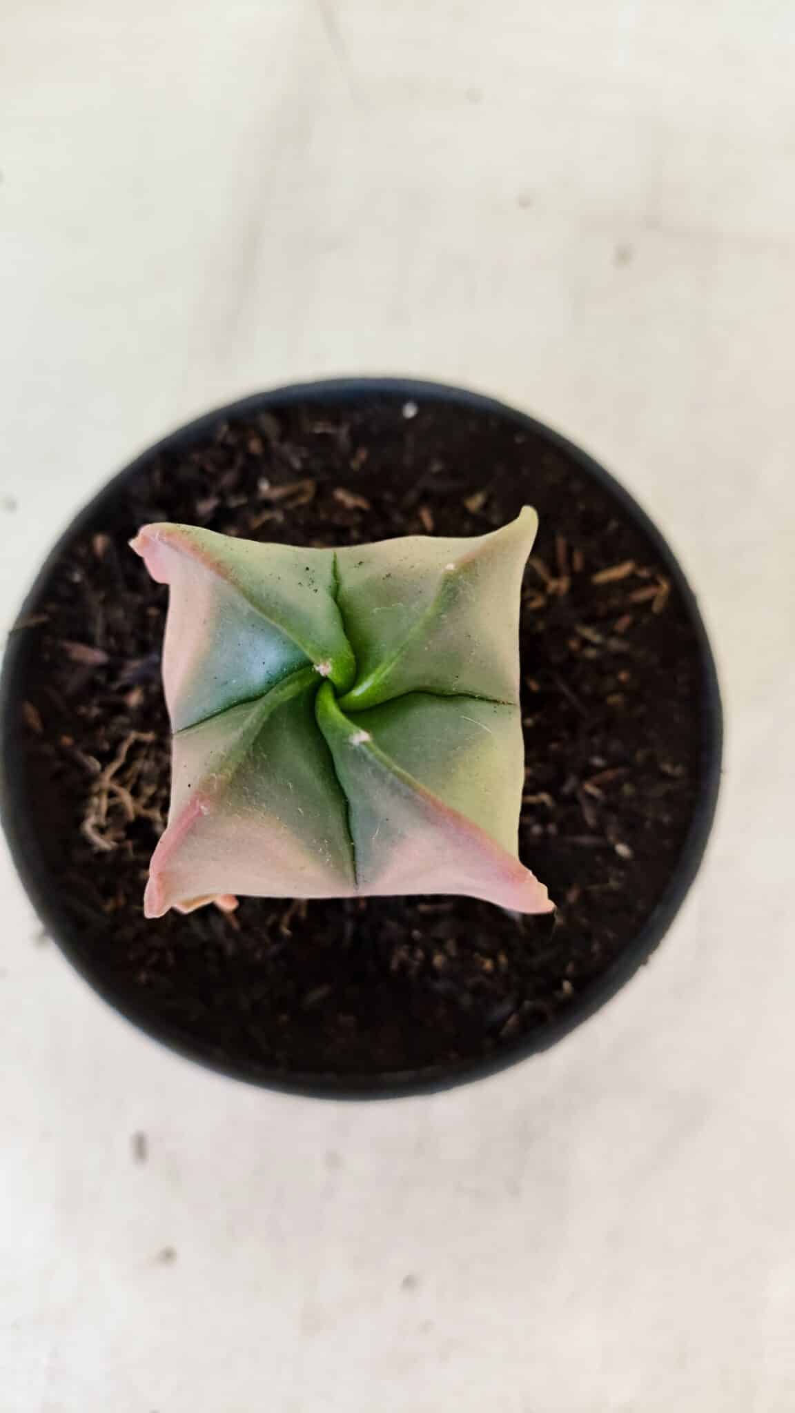 ASTROPHYTUM MYRIOSTIGMA "Variegata - 4 Quinas"  Nº 1023 – vaso 11 - foto 3