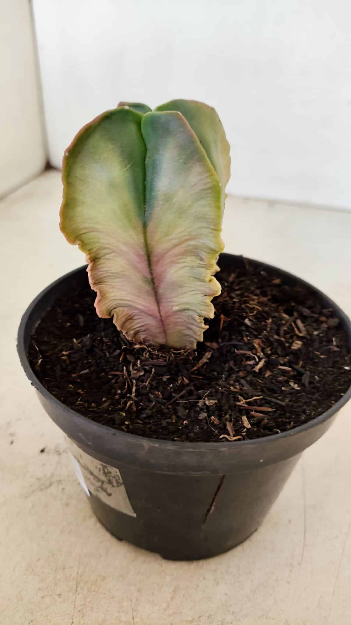 ASTROPHYTUM MYRIOSTIGMA "Variegata - 4 Quinas"  Nº 1023 – vaso 11 - foto 6