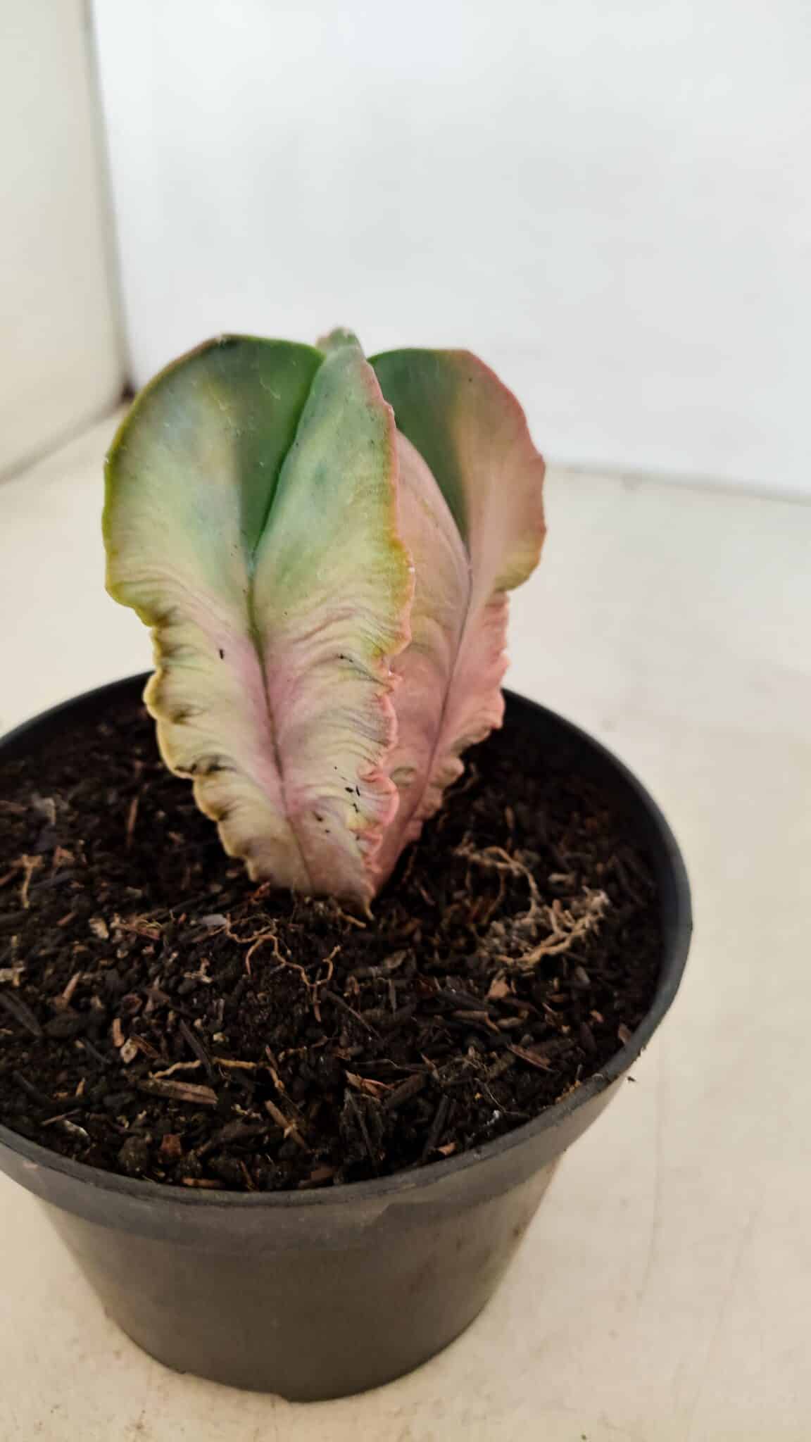ASTROPHYTUM MYRIOSTIGMA "Variegata - 4 Quinas"  Nº 1023 – vaso 11 - foto 8
