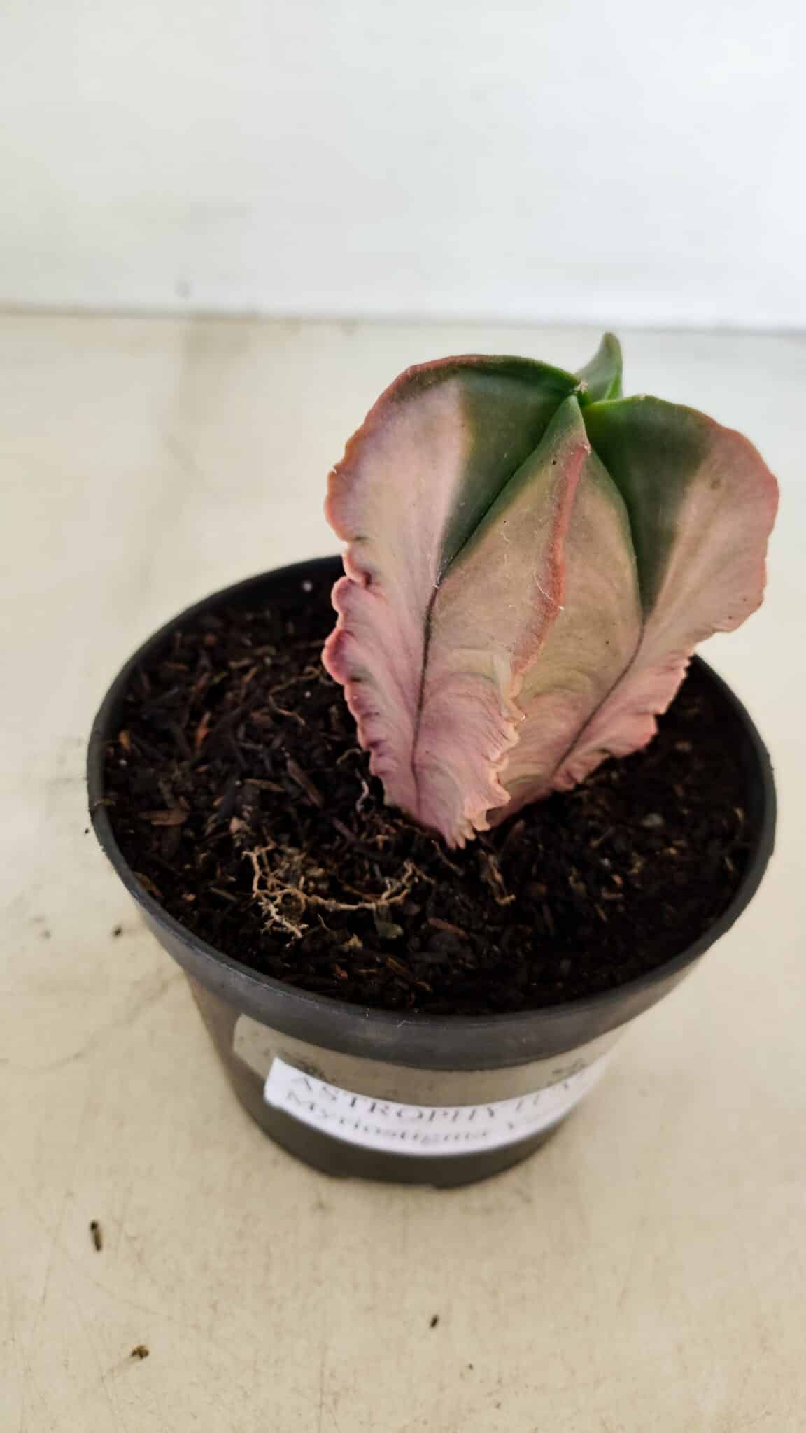 ASTROPHYTUM MYRIOSTIGMA "Variegata - 4 Quinas"  Nº 1023 – vaso 11 - foto 7
