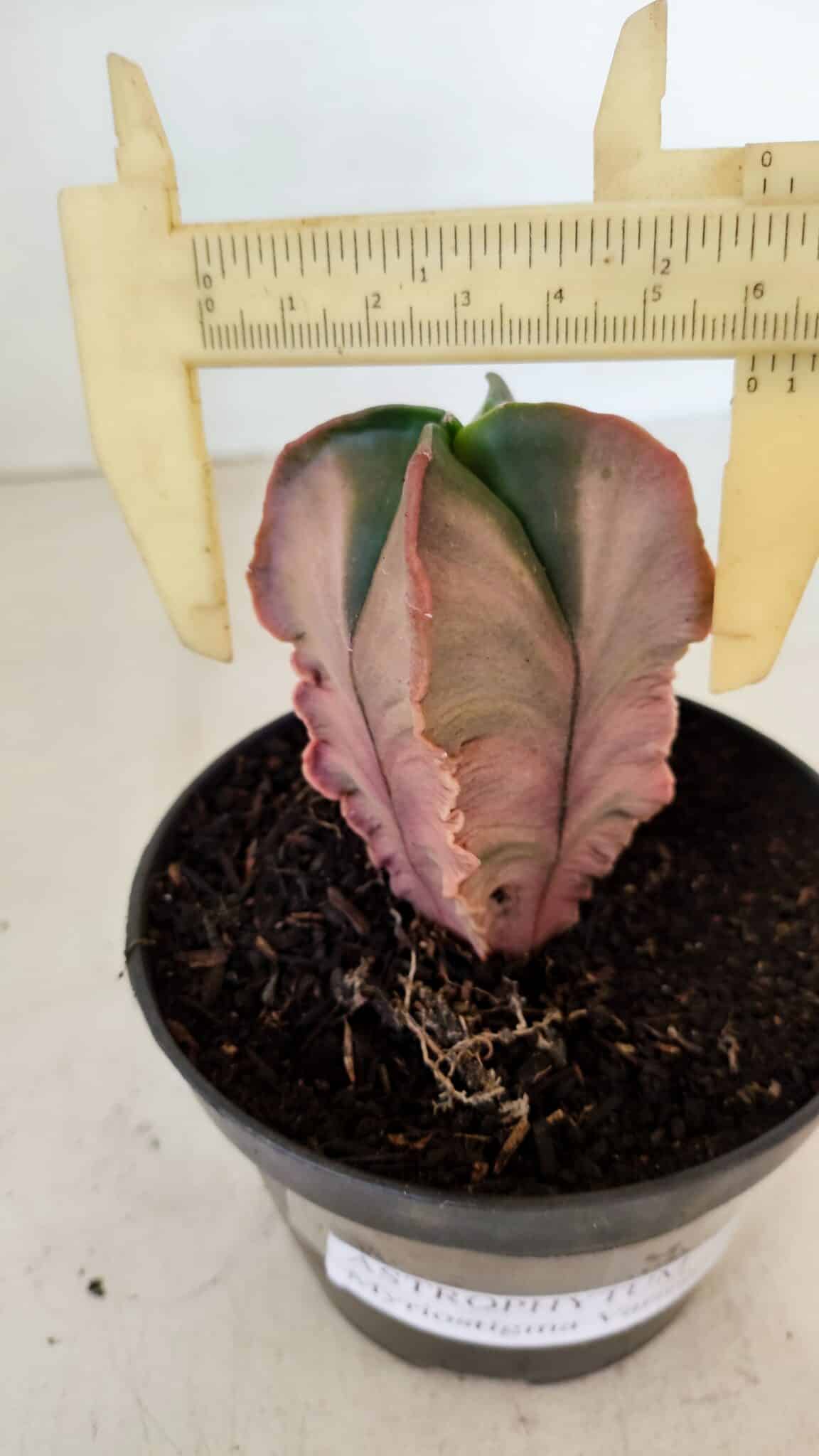 ASTROPHYTUM MYRIOSTIGMA "Variegata - 4 Quinas"  Nº 1023 – vaso 11 - foto 4