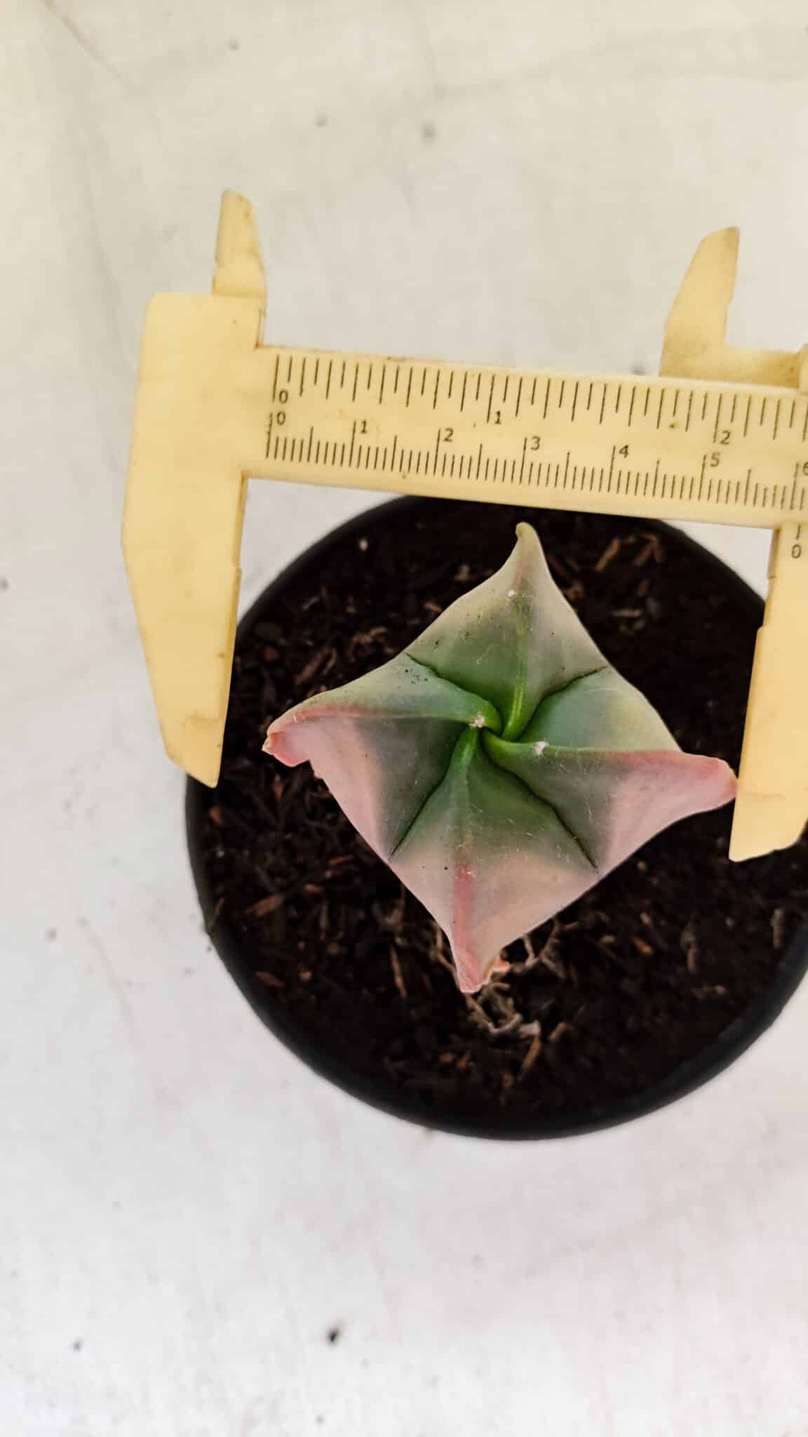 ASTROPHYTUM MYRIOSTIGMA "Variegata - 4 Quinas"  Nº 1023 – vaso 11 - foto 5