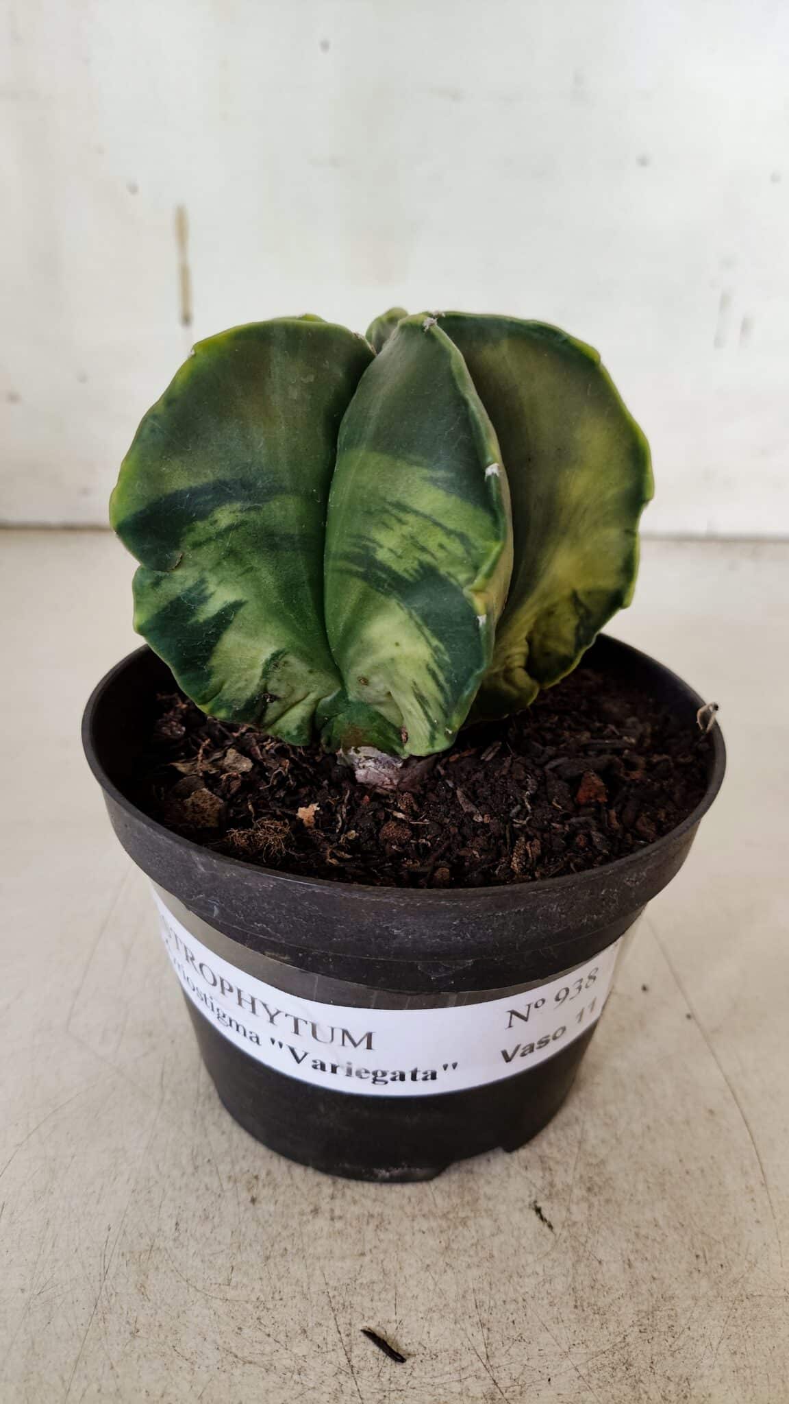 ASTROPHYTUM MYRIOSTIGMA "Variegata" Nº 938 – vaso 11