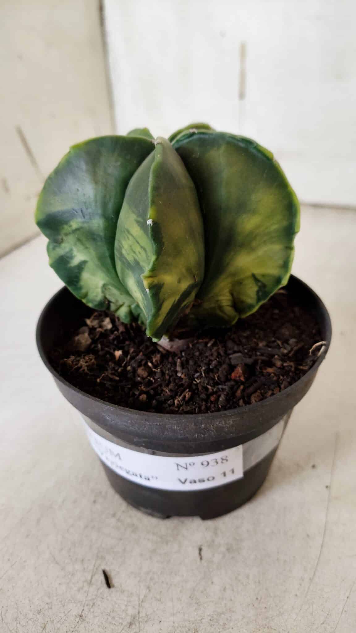 ASTROPHYTUM MYRIOSTIGMA "Variegata" Nº 938 – vaso 11