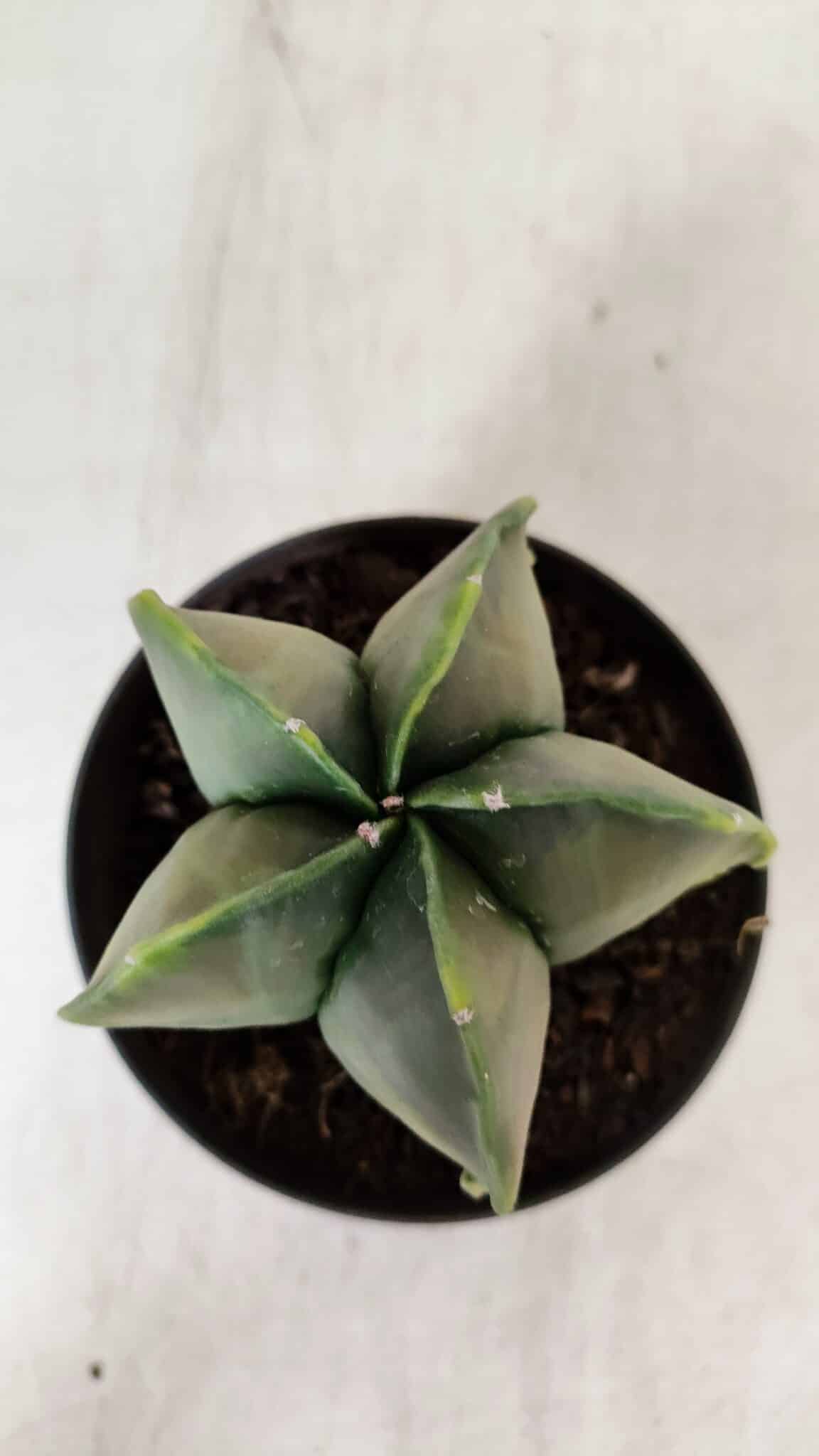 ASTROPHYTUM MYRIOSTIGMA "Variegata" Nº 938 – vaso 11