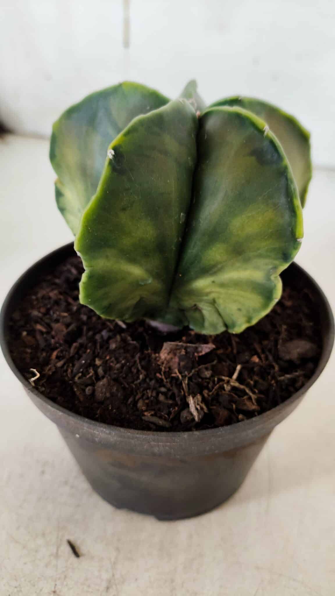ASTROPHYTUM MYRIOSTIGMA "Variegata" Nº 938 – vaso 11